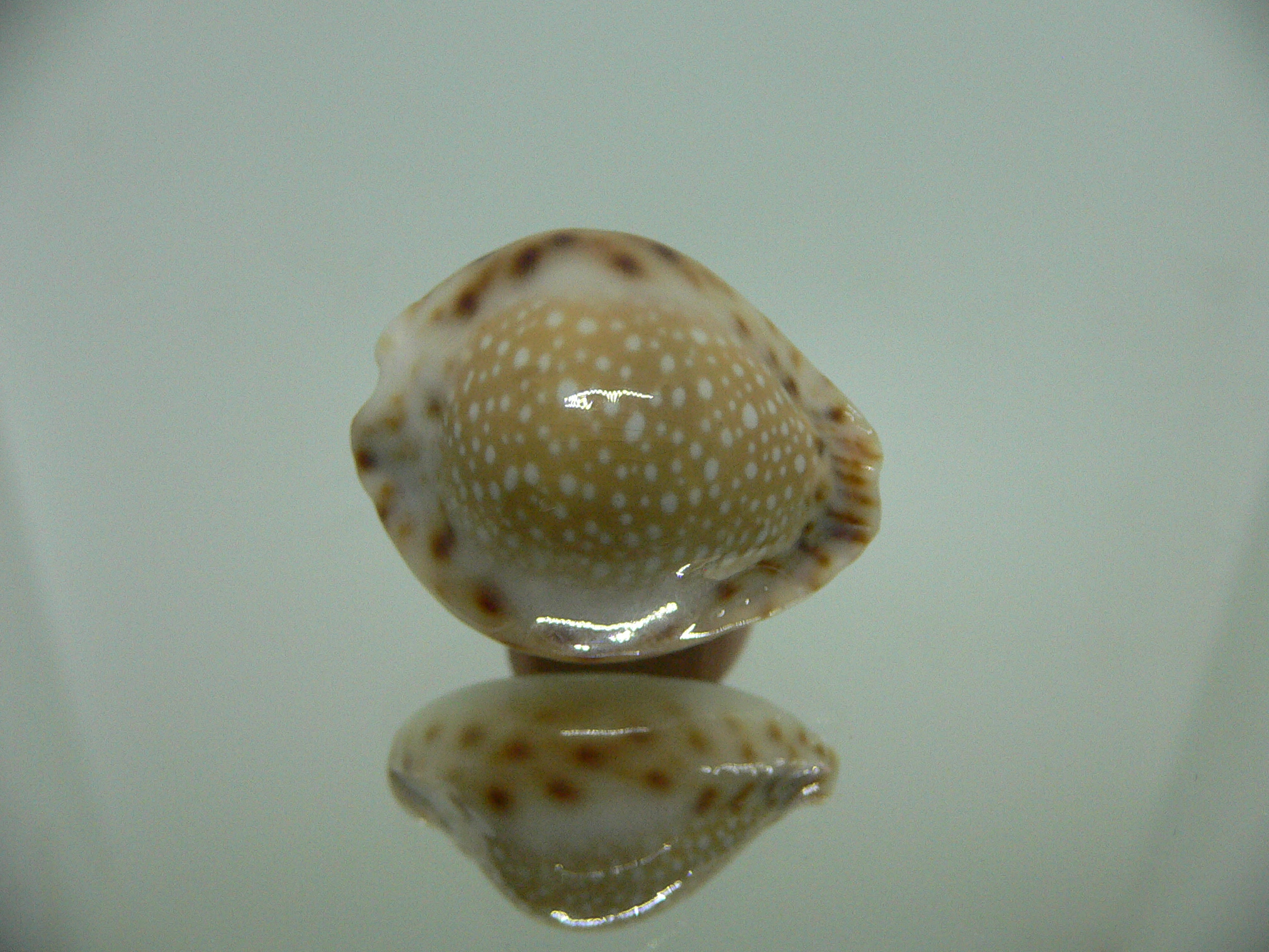 Cypraea lamarckii redimita f. phuketensis GREASY & BIG SPOTS