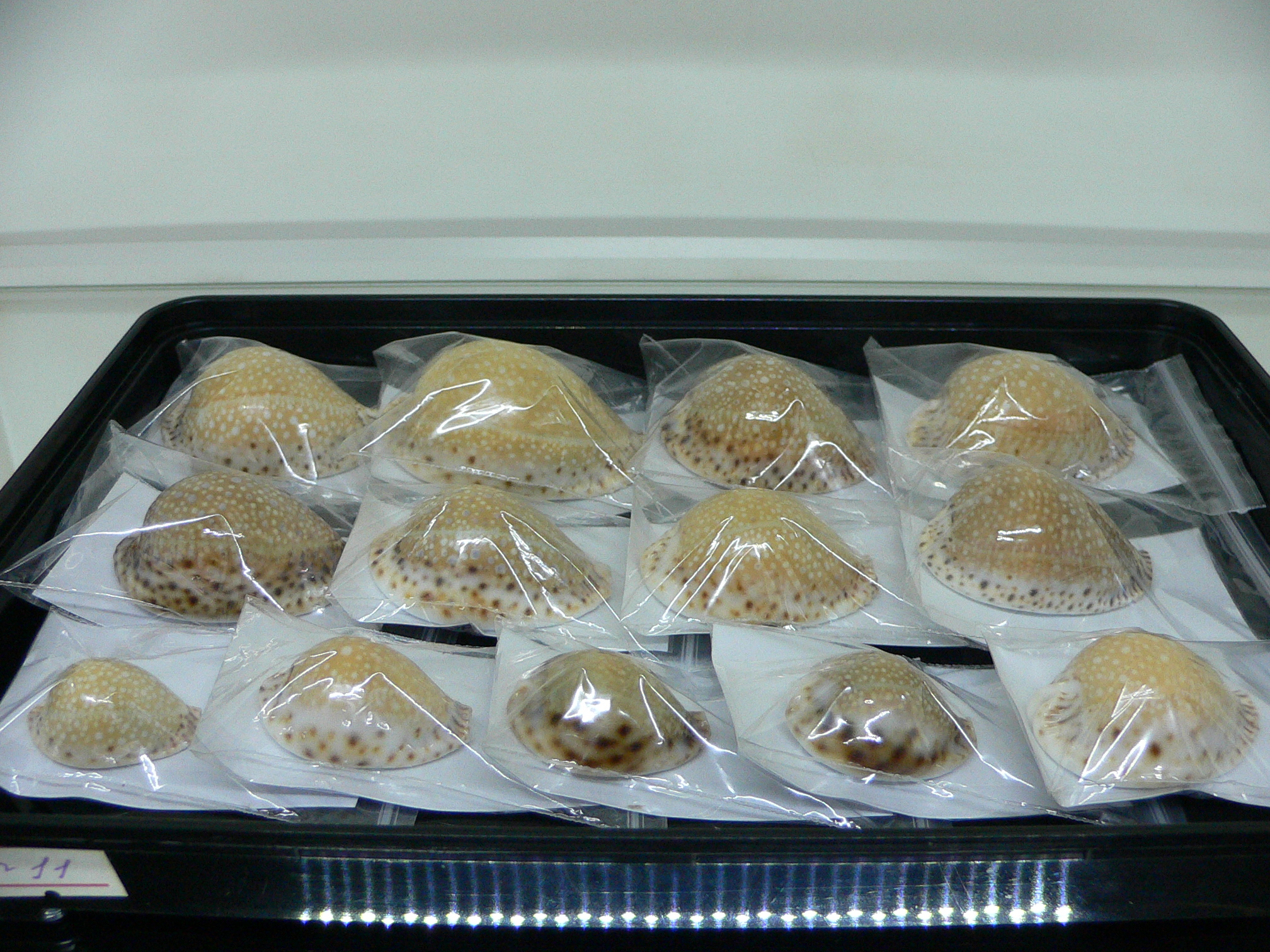 Cypraea lamarckii redimita f. phuketensis GREASY & BIG SPOTS