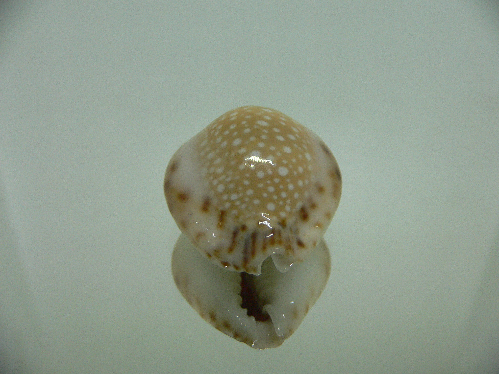Cypraea lamarckii redimita f. phuketensis GREASY & BIG SPOTS