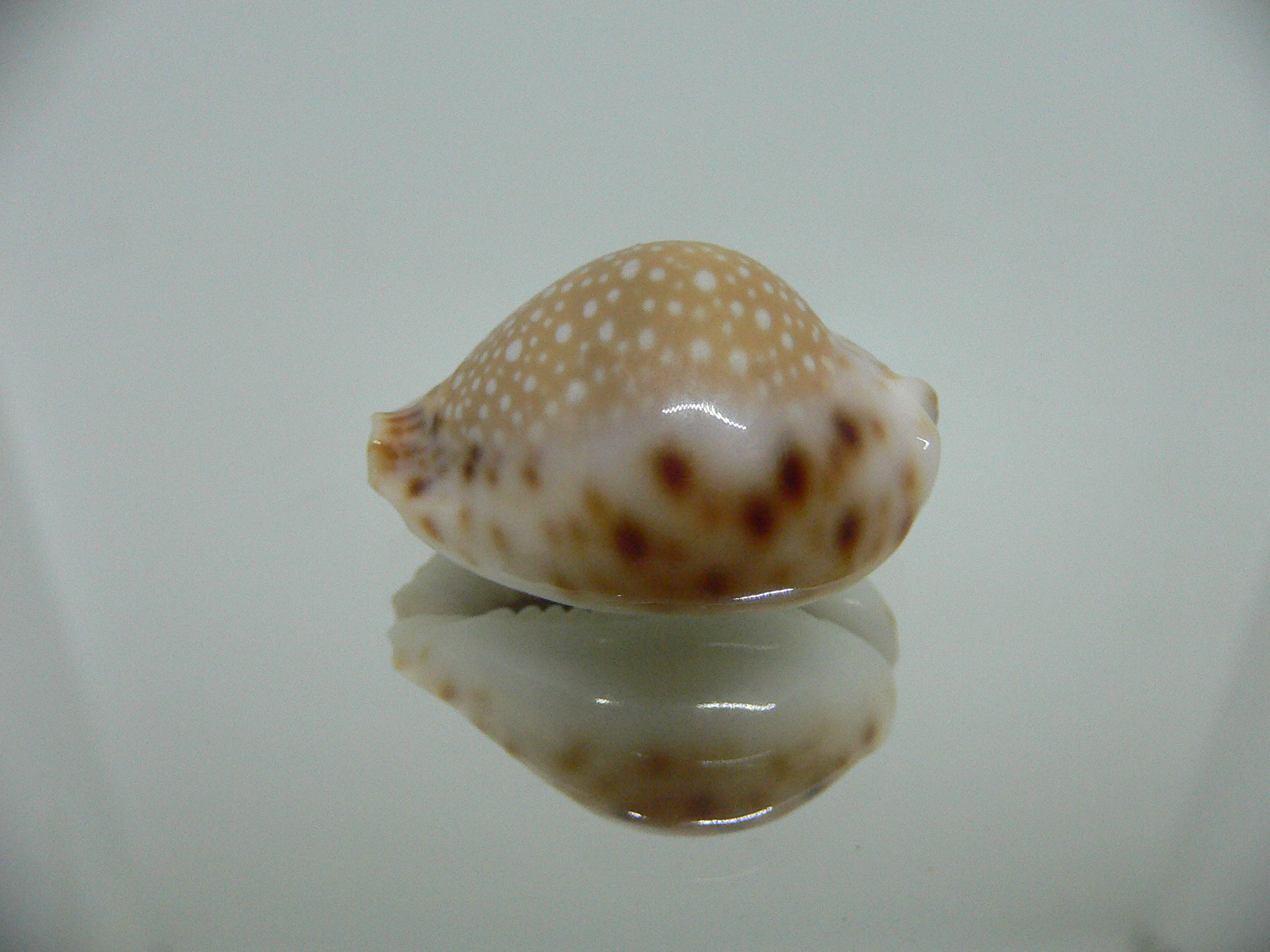 Cypraea lamarckii redimita f. phuketensis GREASY & BIG SPOTS