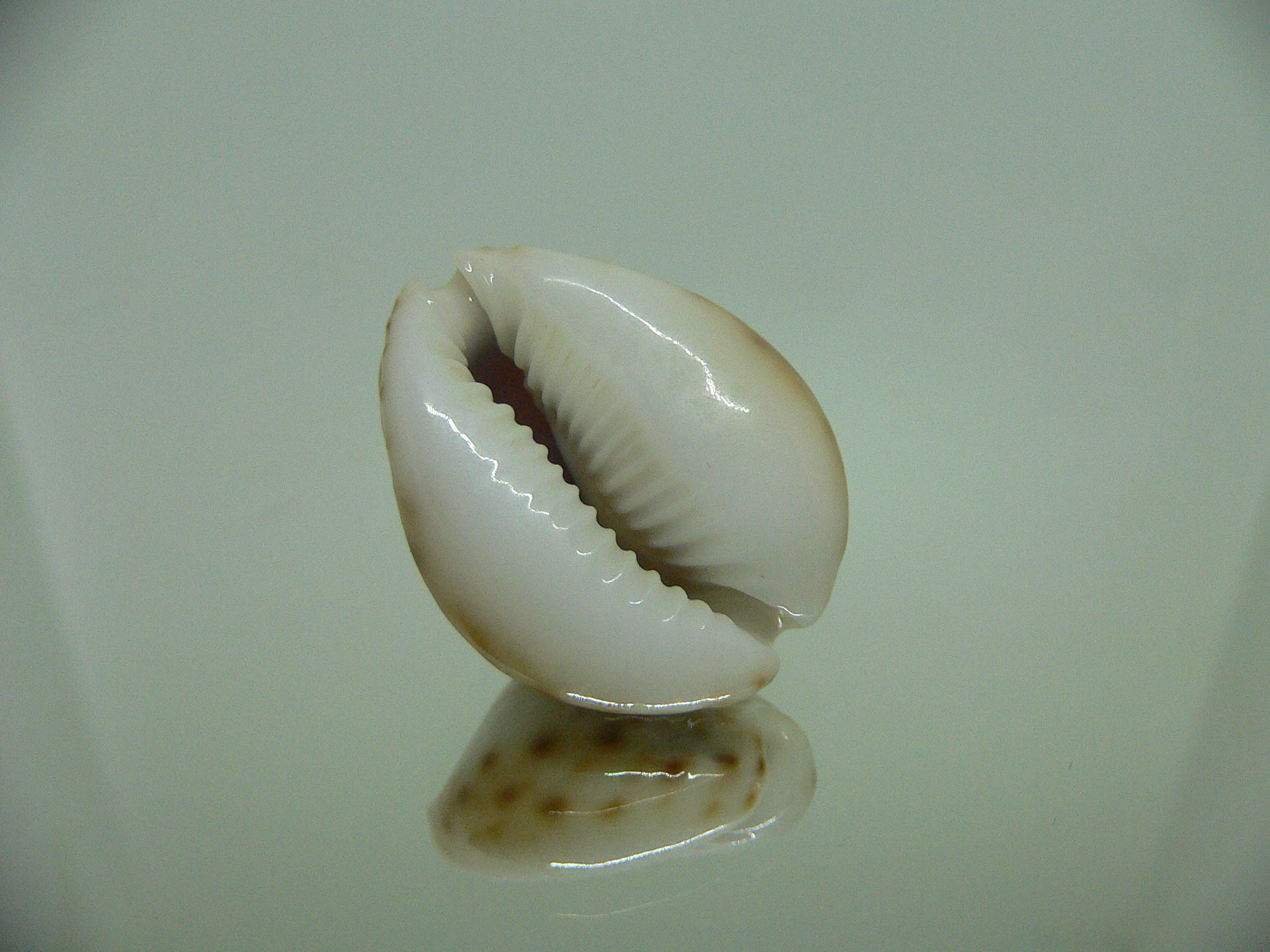 Cypraea lamarckii redimita f. phuketensis GREASY & BIG SPOTS