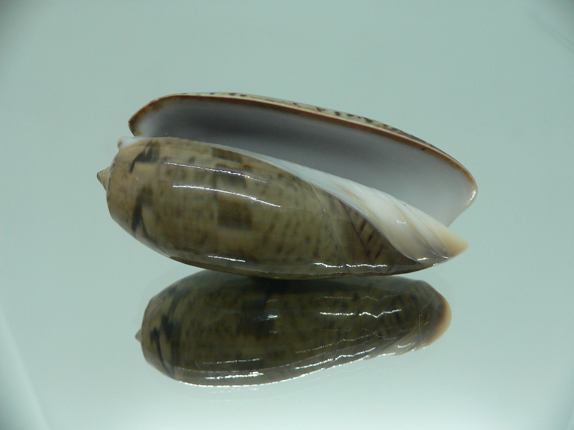 Oliva vidua fulminans (var.) RARE & GIANT & SUPER