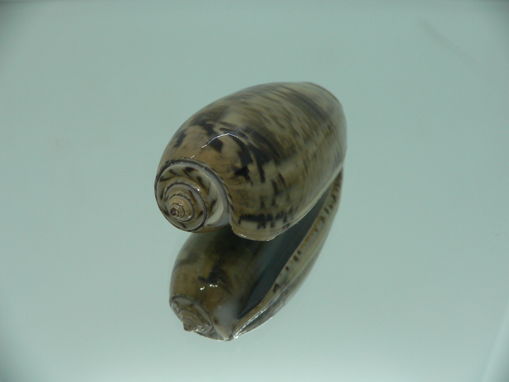 Oliva vidua fulminans (var.) RARE & GIANT & SUPER