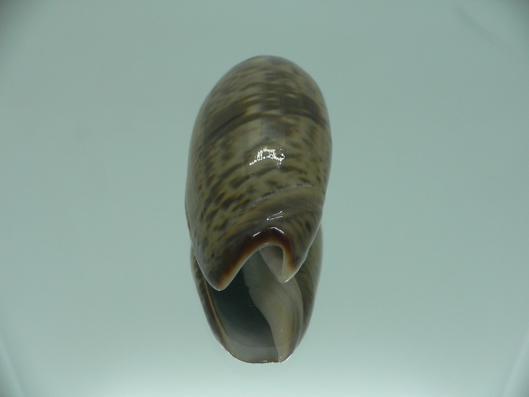 Oliva vidua fulminans (var.) RARE & GIANT & SUPER