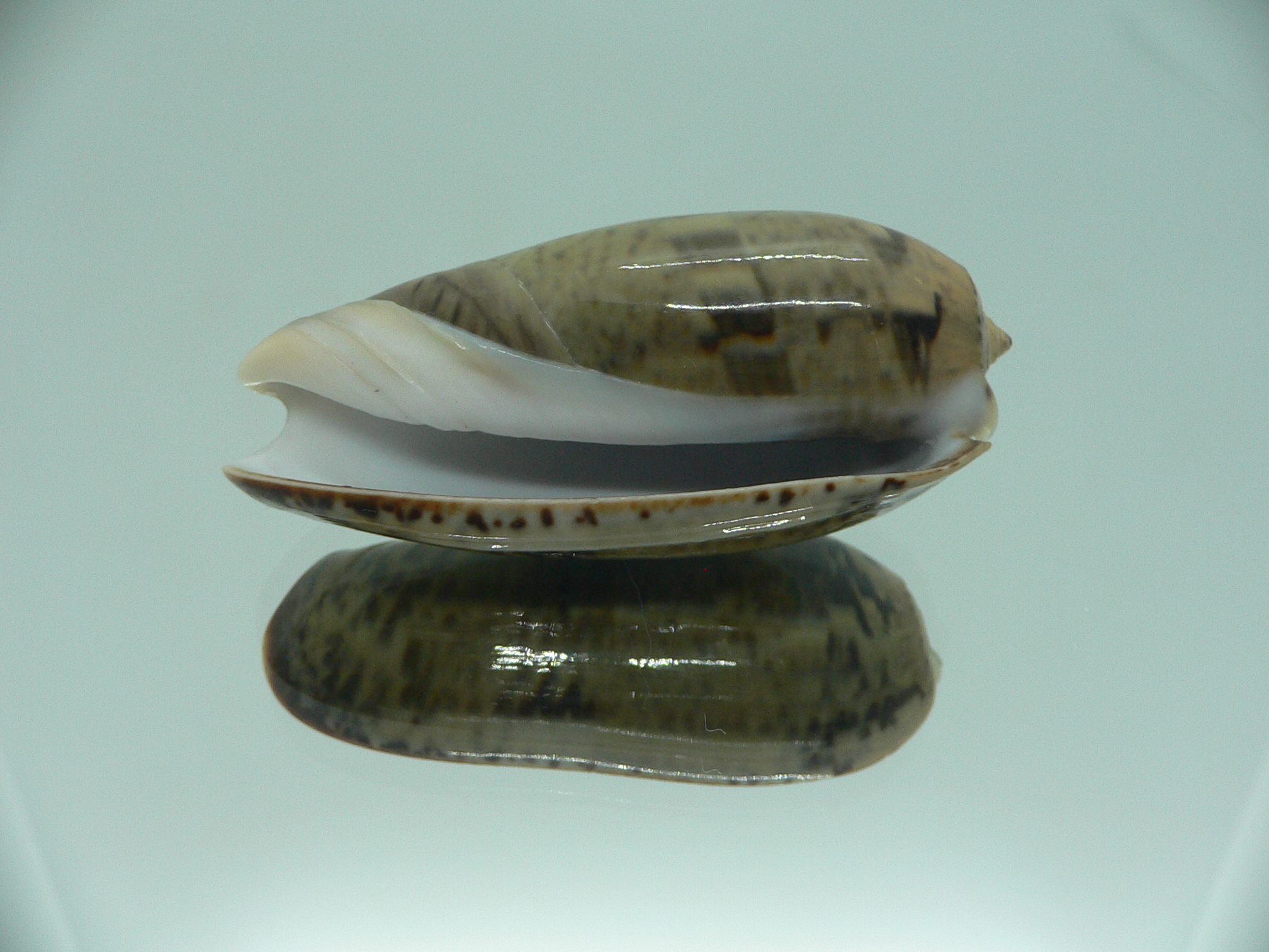 Oliva vidua fulminans (var.) RARE & GIANT & SUPER
