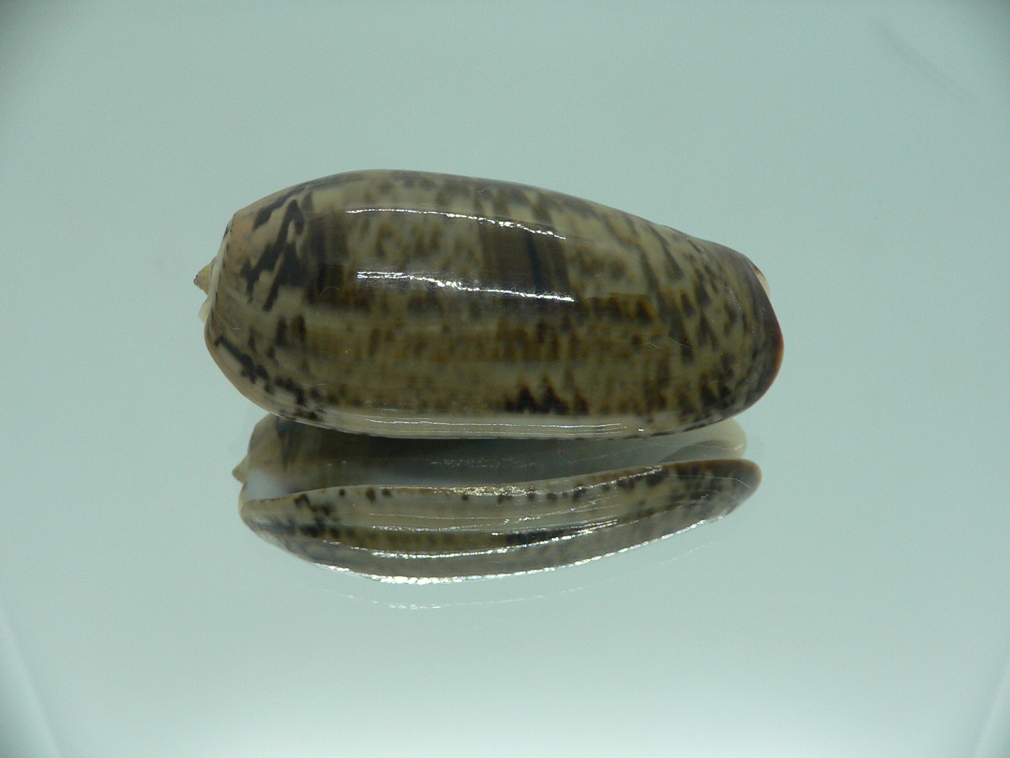 Oliva vidua fulminans (var.) RARE & GIANT & SUPER