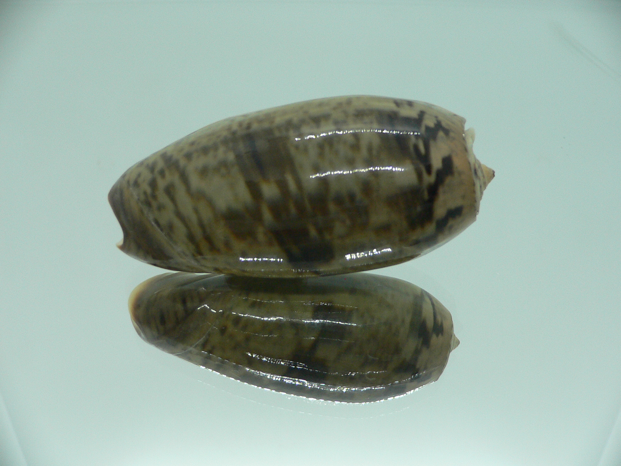 Oliva vidua fulminans (var.) RARE & GIANT & SUPER