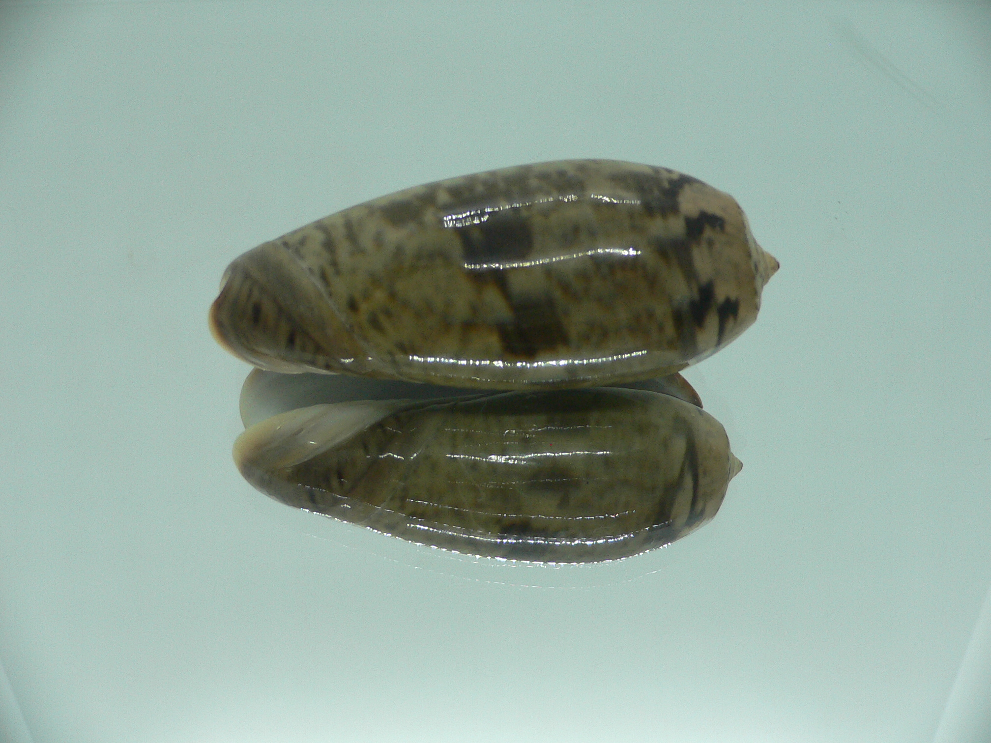 Oliva vidua fulminans (var.) RARE & GIANT & SUPER