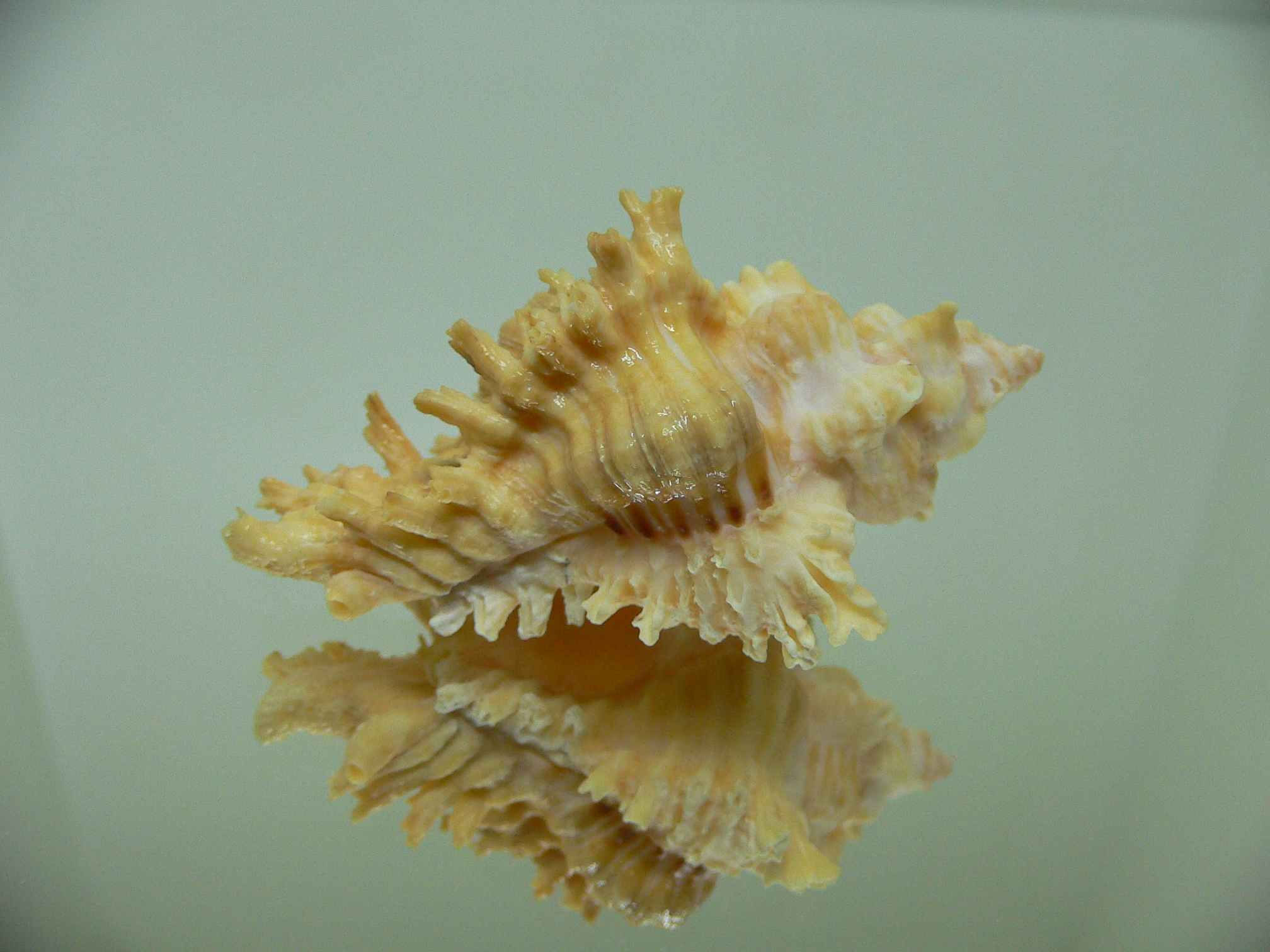 Chicoreus torrefactus rubiginosus (var.)