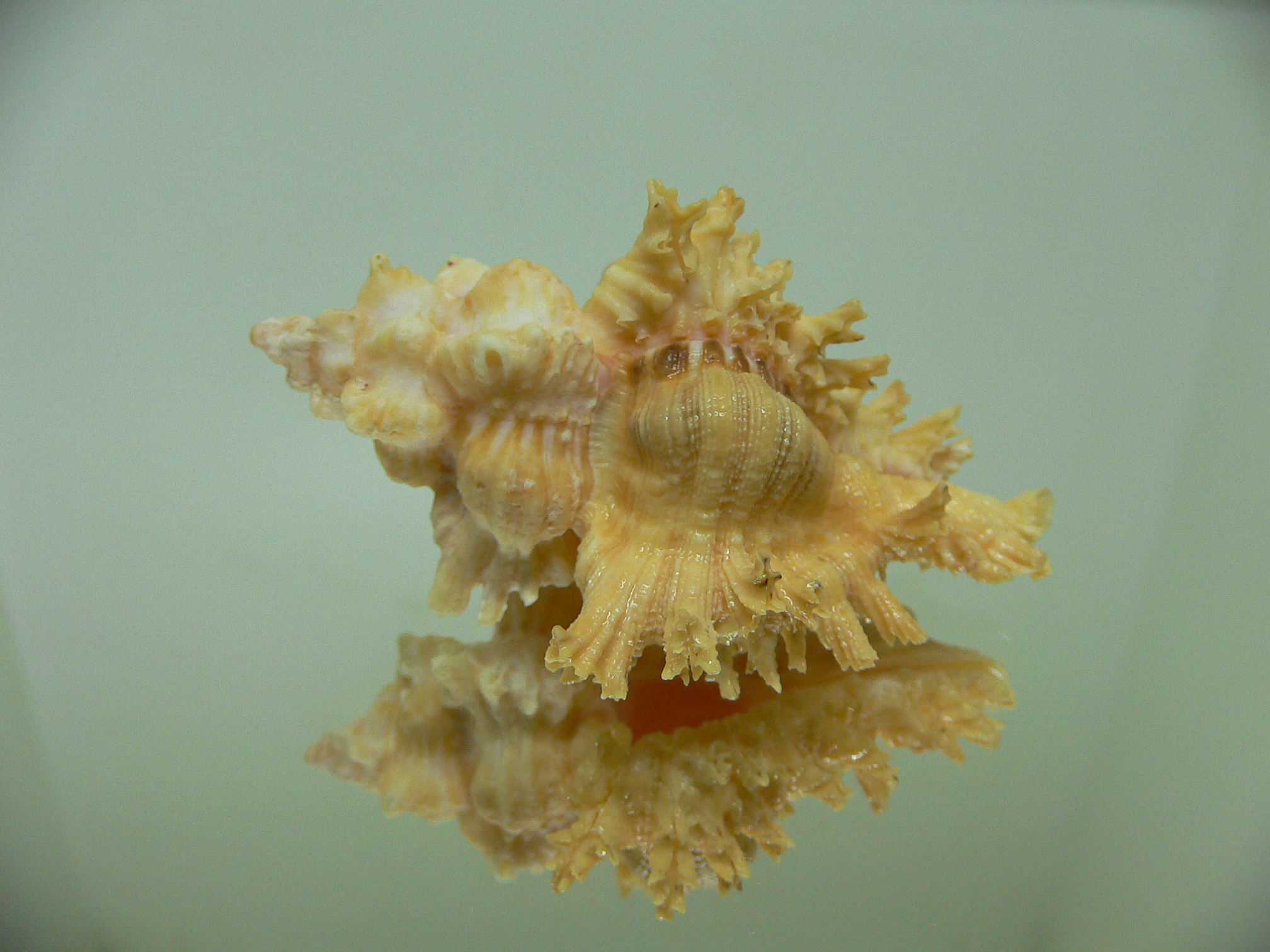 Chicoreus torrefactus rubiginosus (var.)