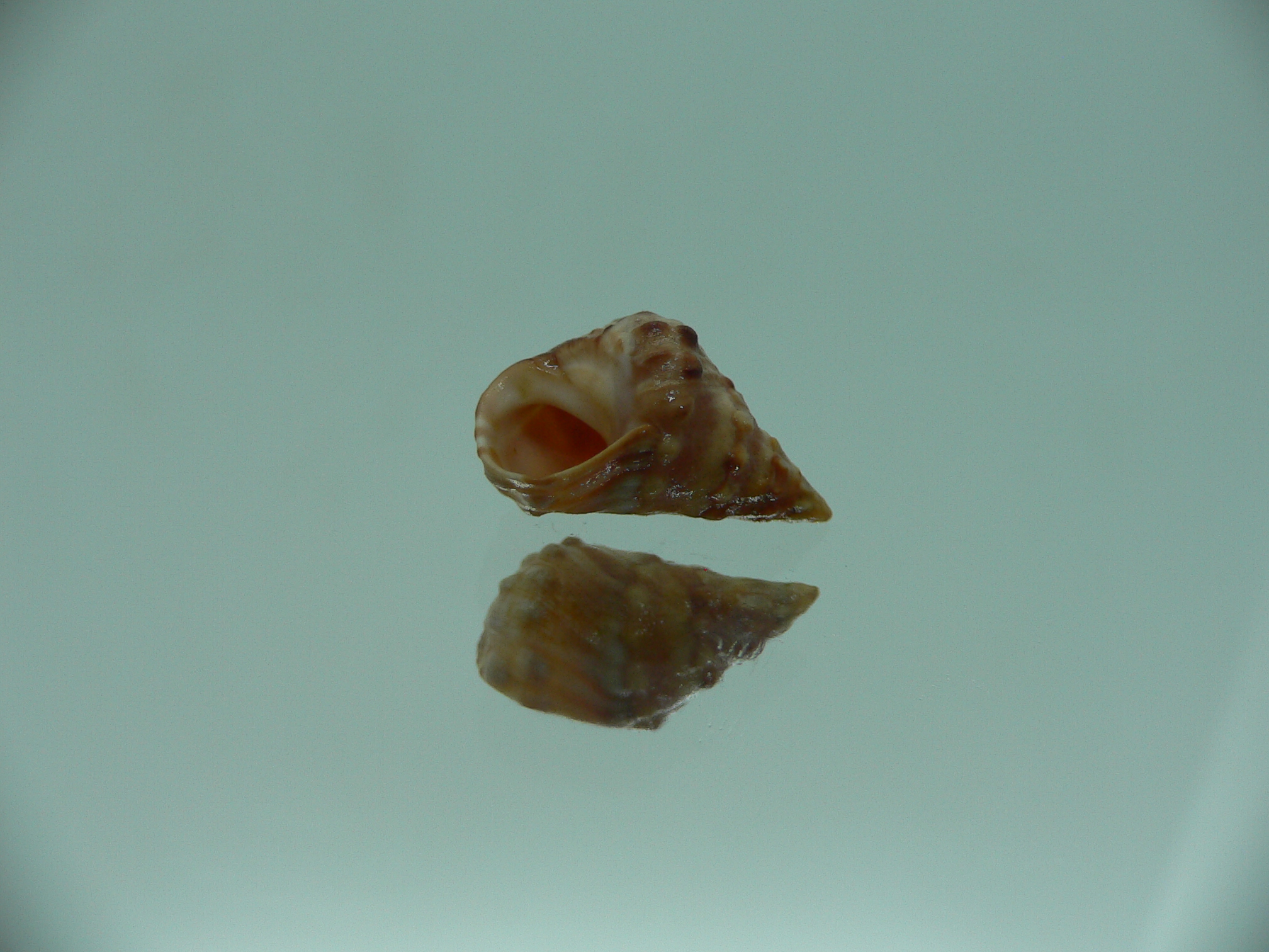 Echinolittorina pascua RUSTY & GIANT