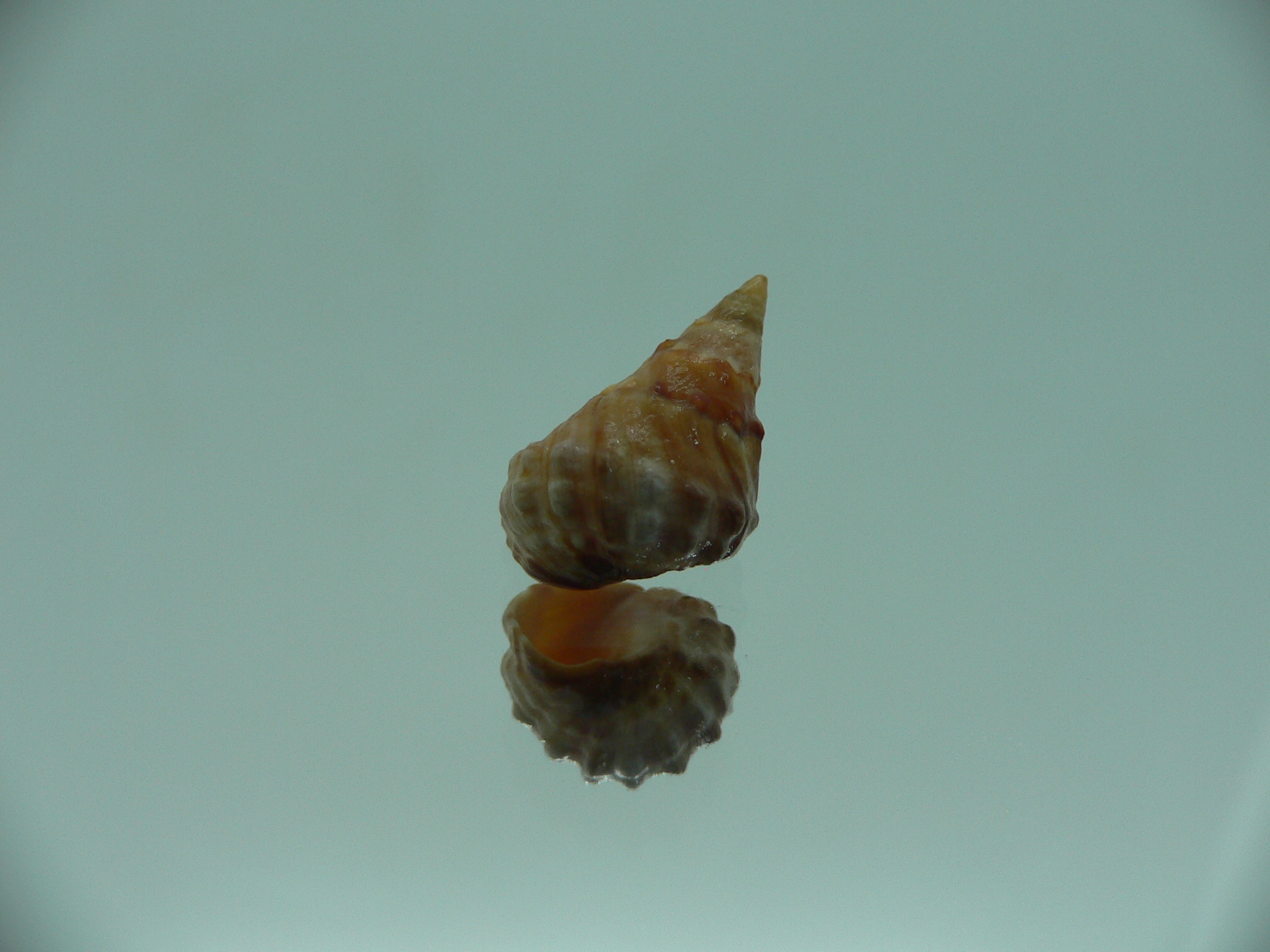 Echinolittorina pascua RUSTY & GIANT