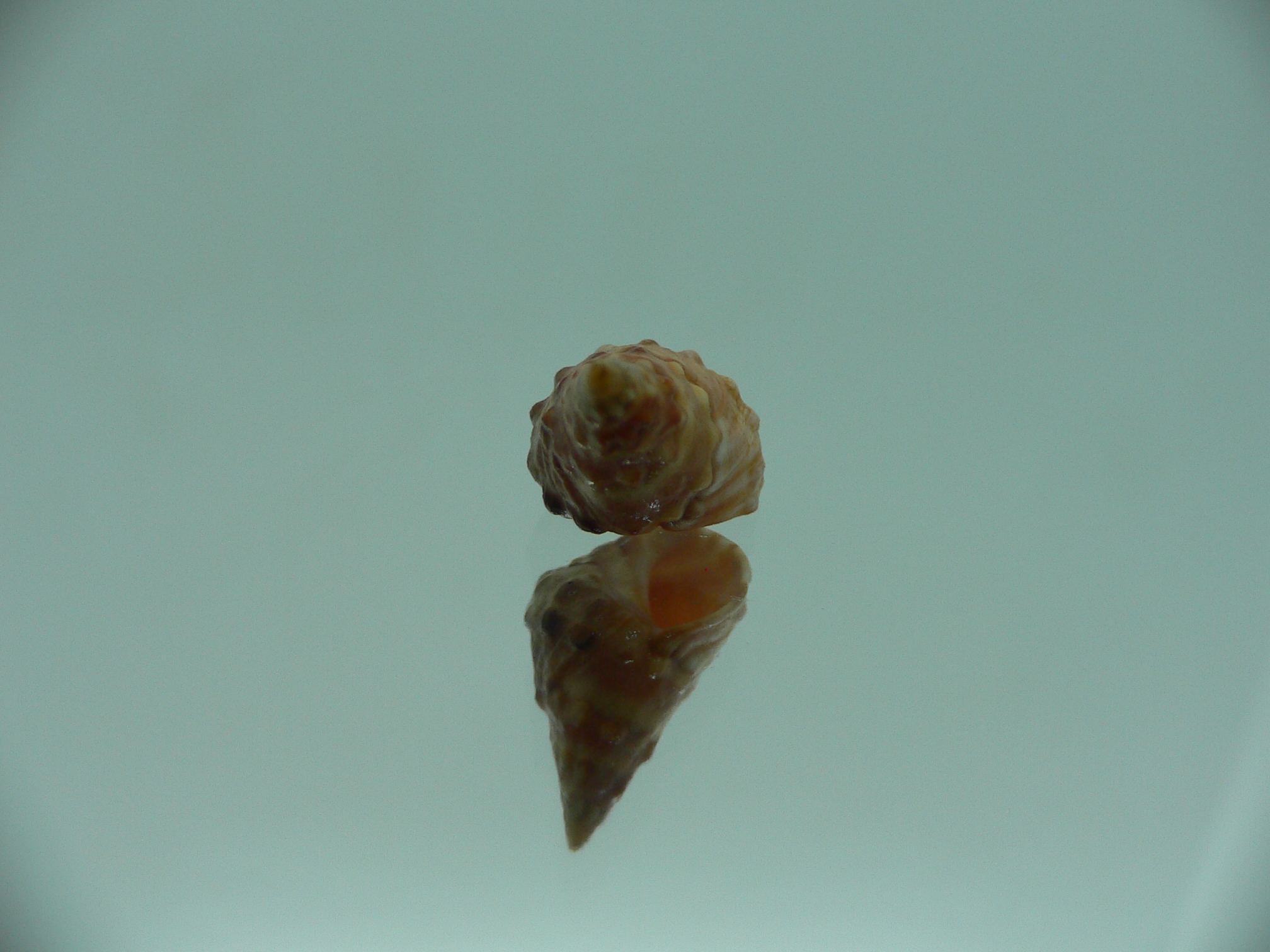 Echinolittorina pascua RUSTY & GIANT