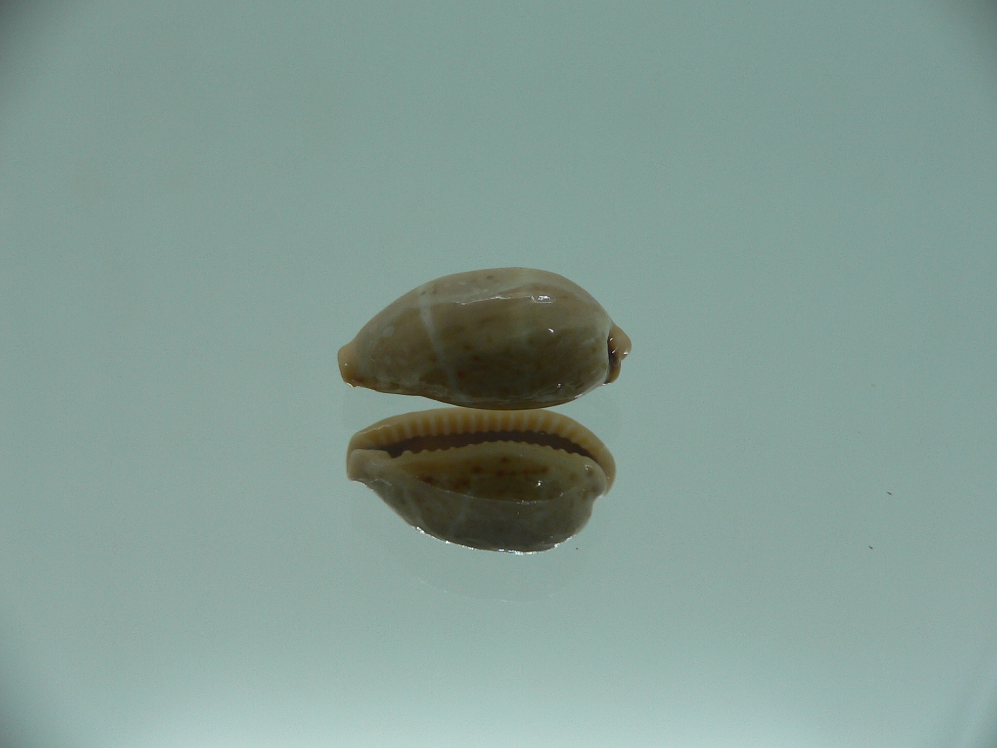 Cypraea lutea UNUSUAL