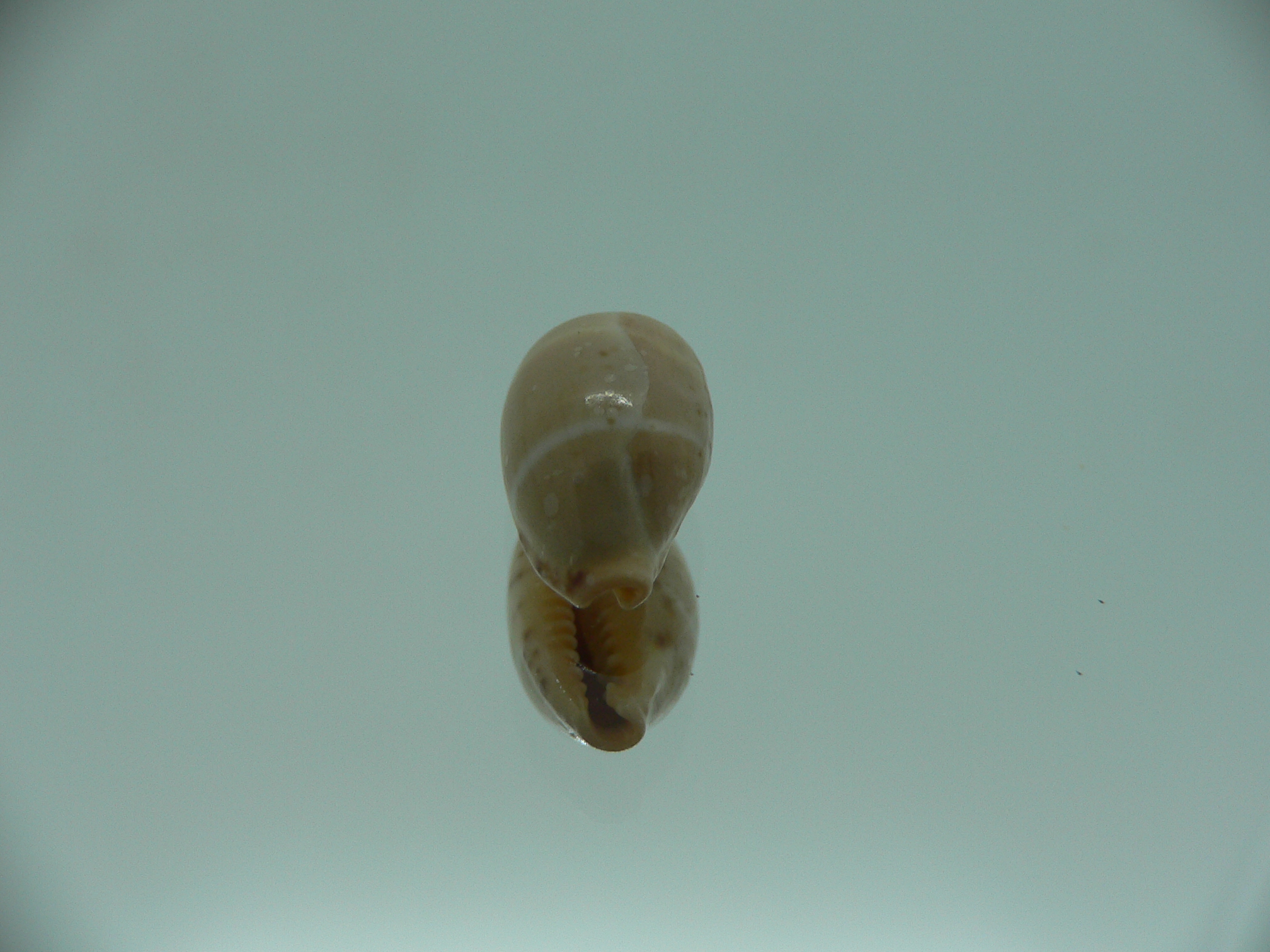 Cypraea lutea UNUSUAL
