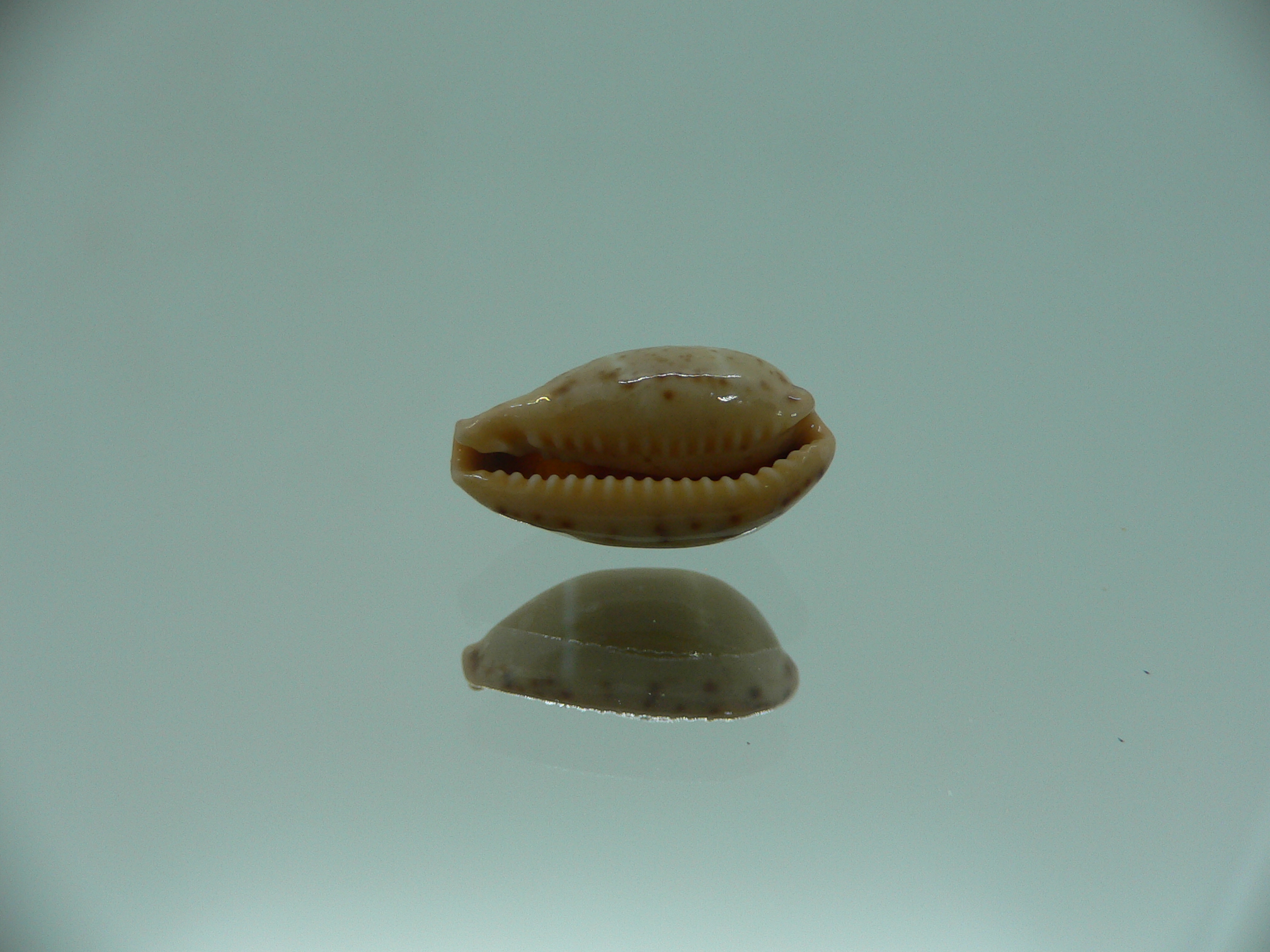 Cypraea lutea UNUSUAL