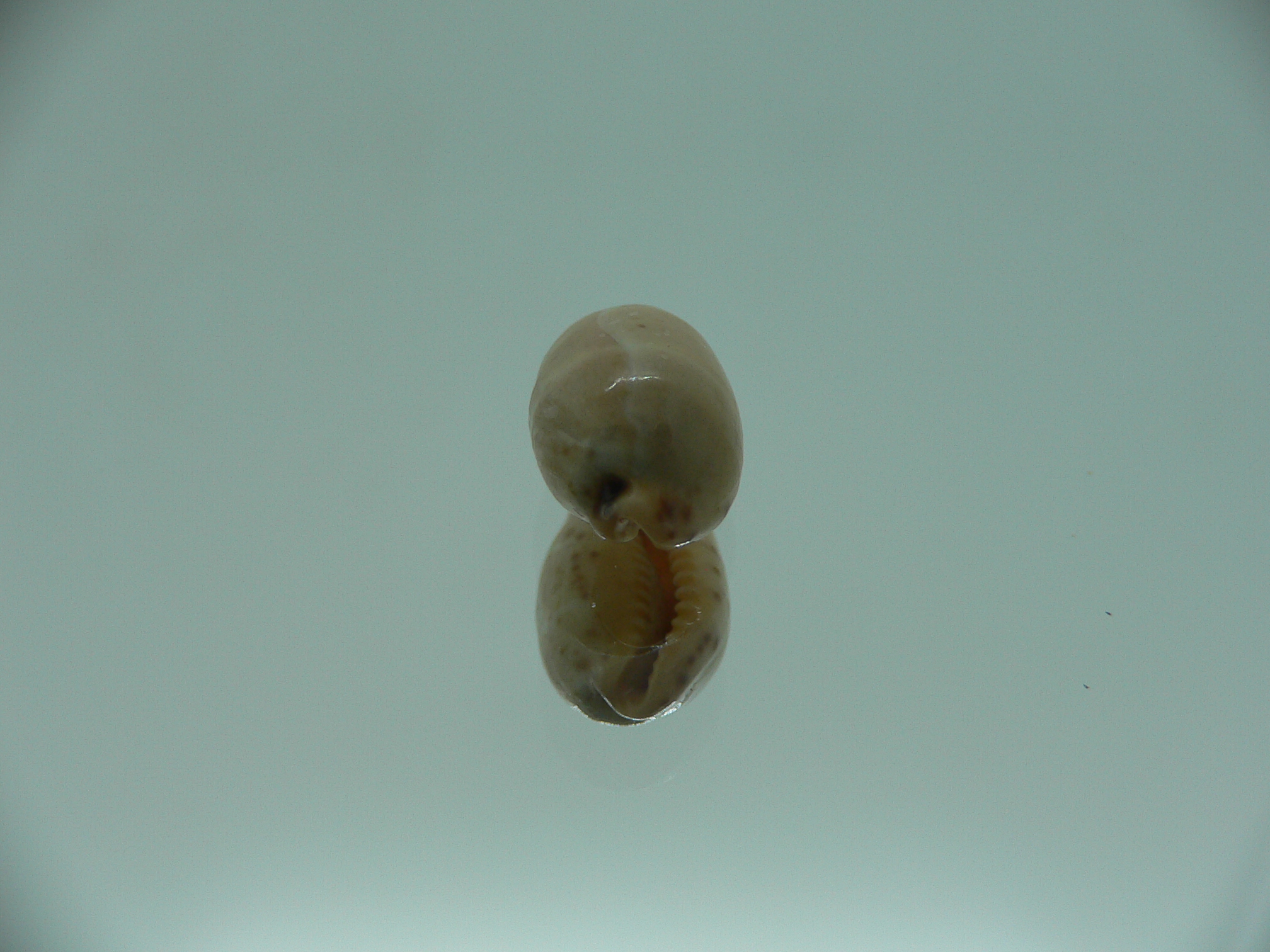 Cypraea lutea UNUSUAL