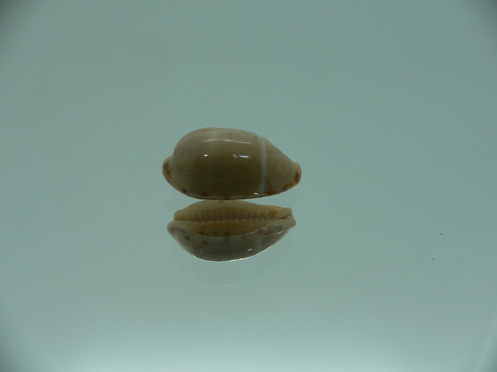 Cypraea lutea UNUSUAL
