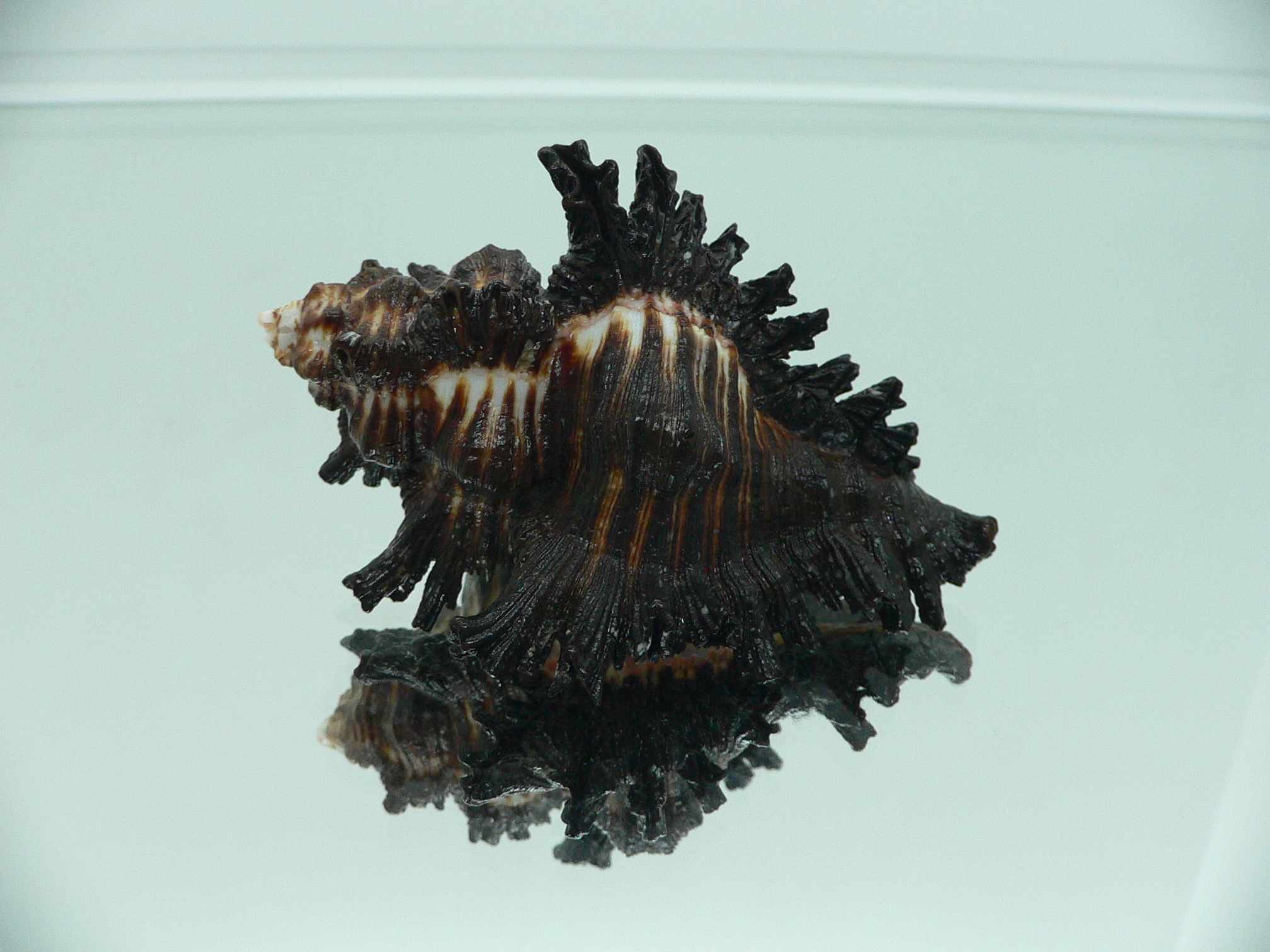 Chicoreus brunneus VERY GOOD SIZE