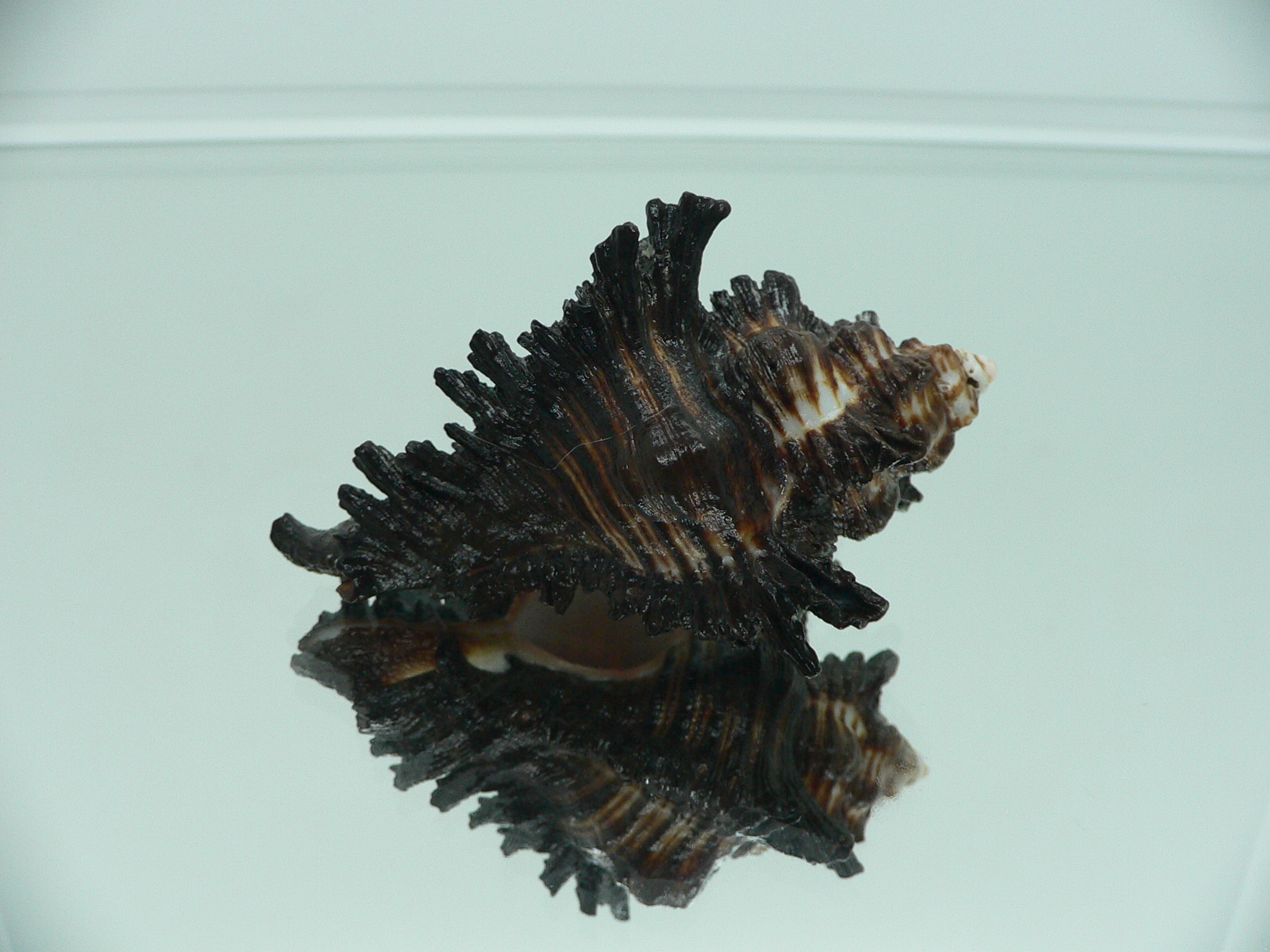 Chicoreus brunneus VERY GOOD SIZE