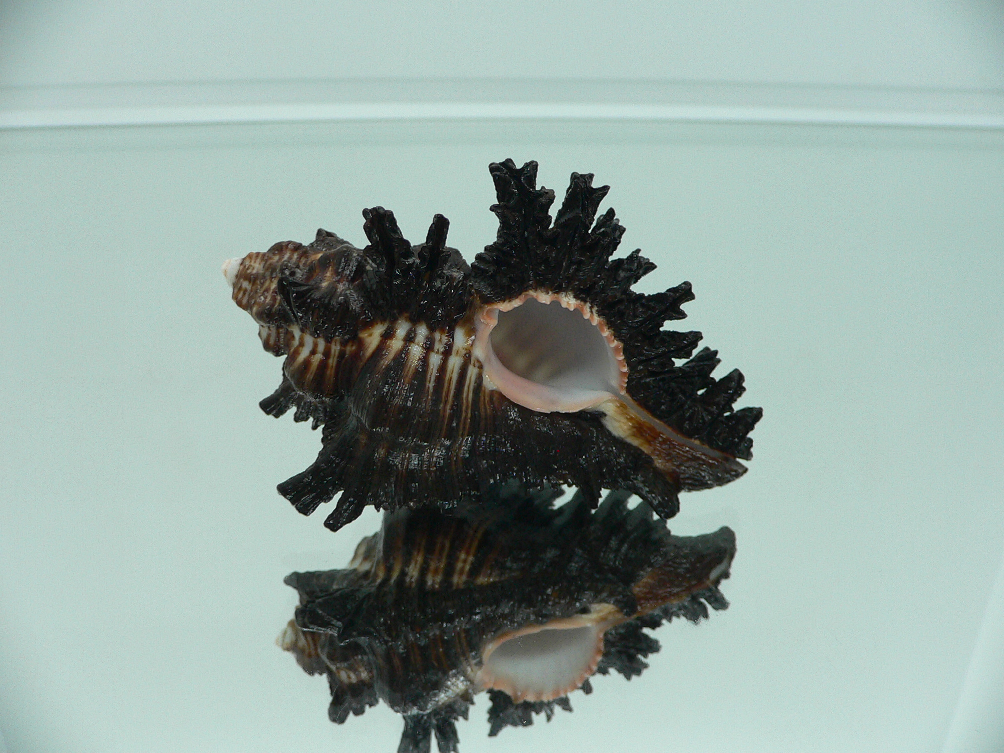 Chicoreus brunneus VERY GOOD SIZE