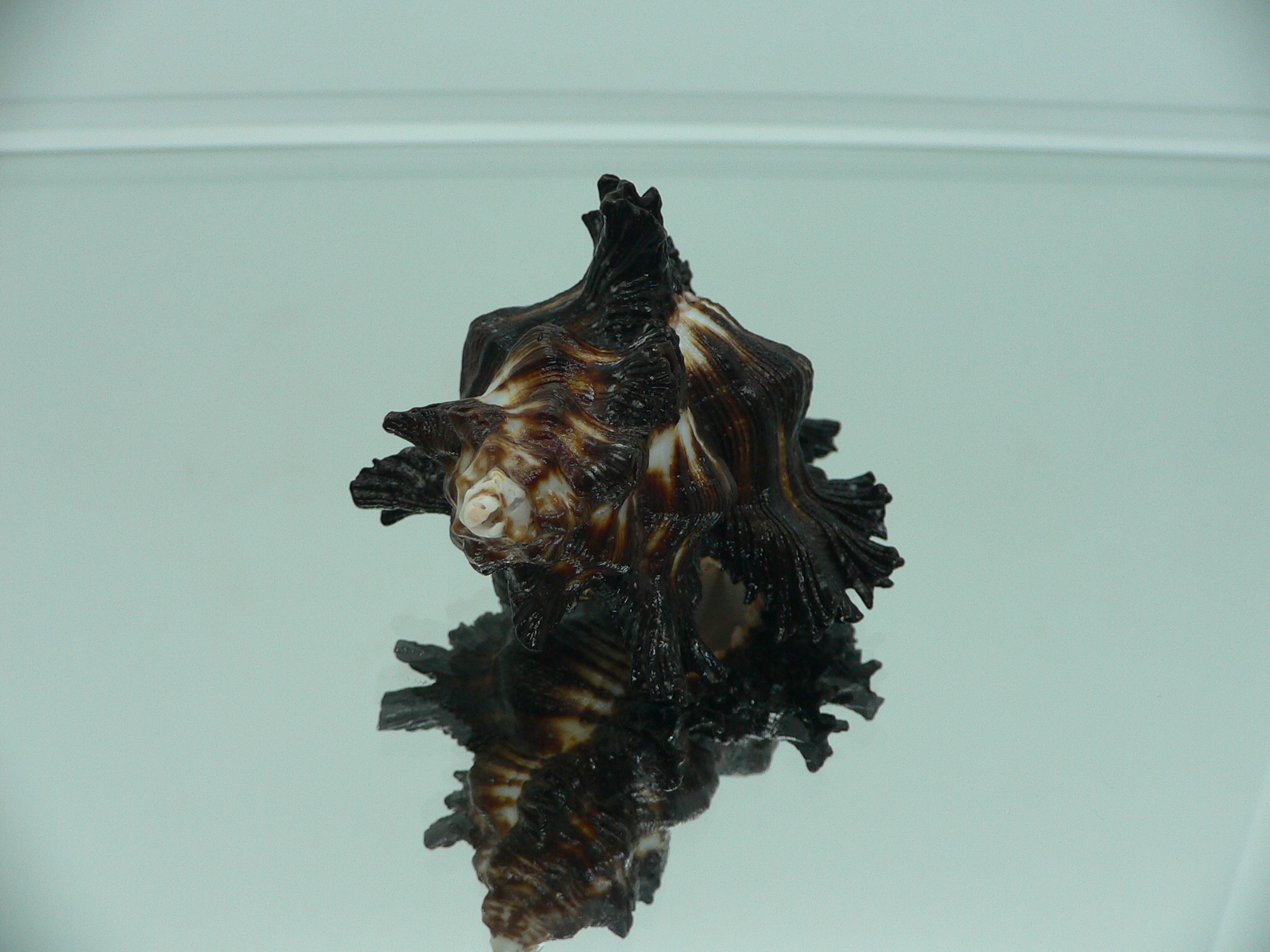 Chicoreus brunneus VERY GOOD SIZE