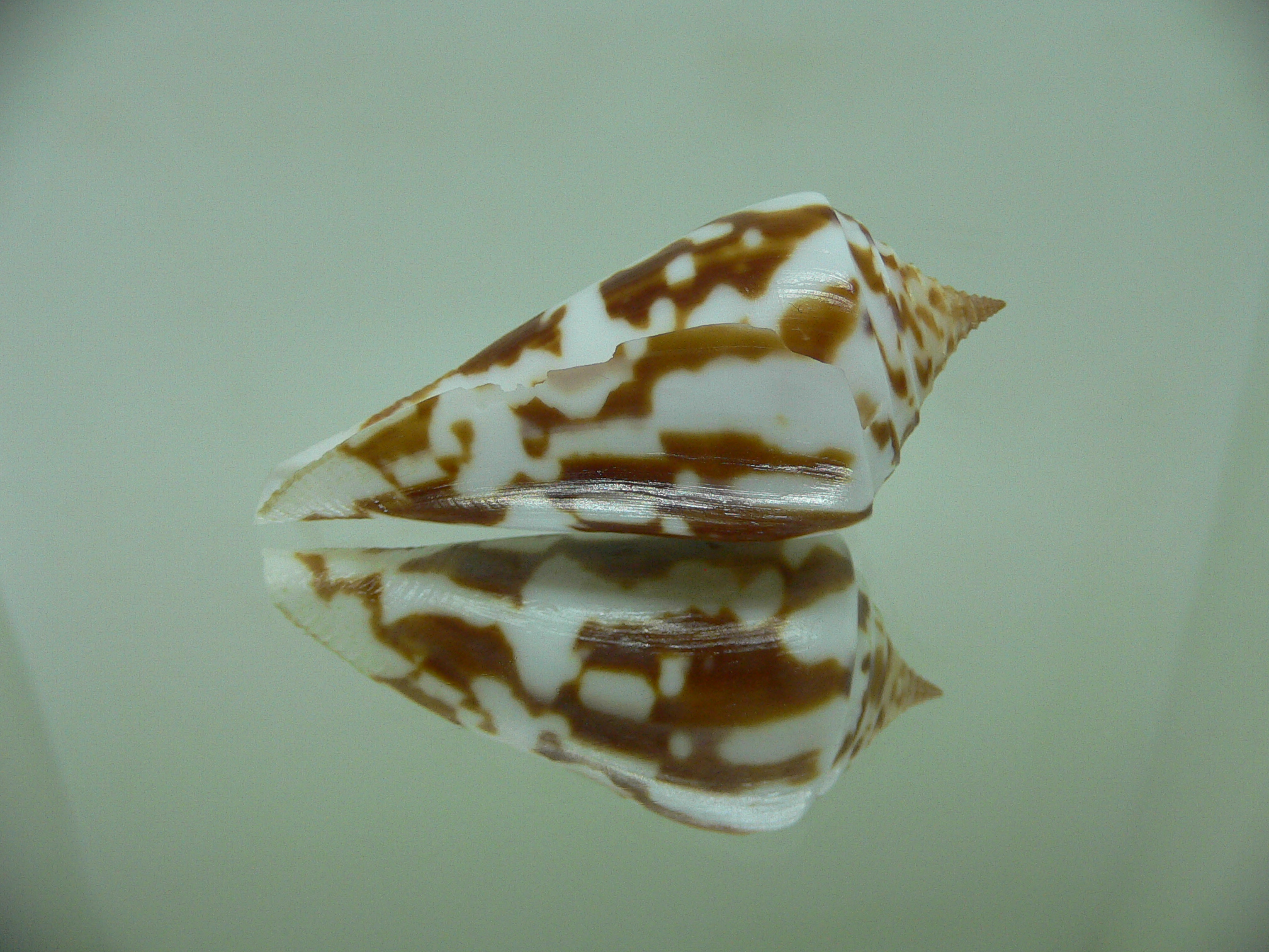 Conus emarginata