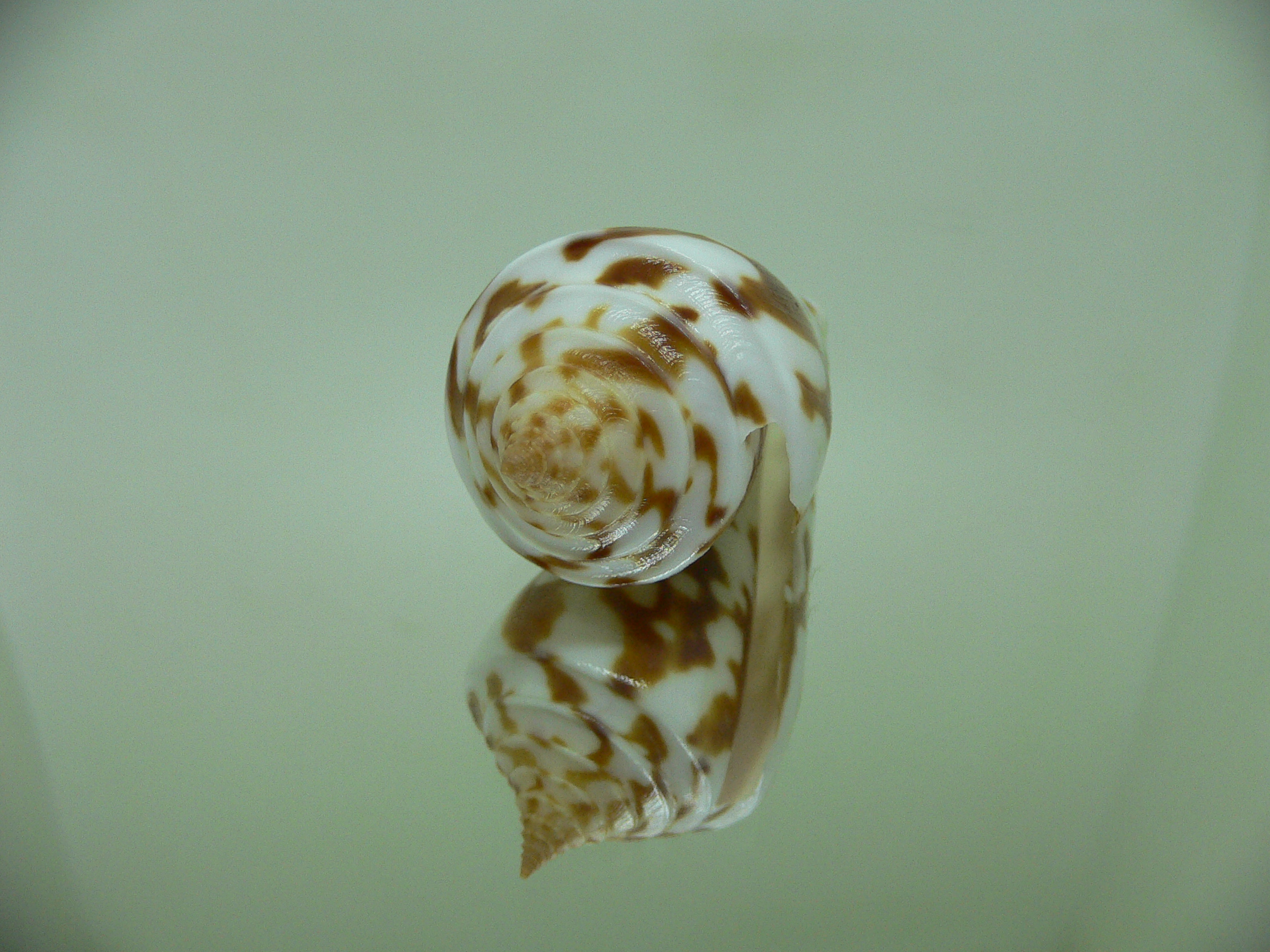 Conus emarginata