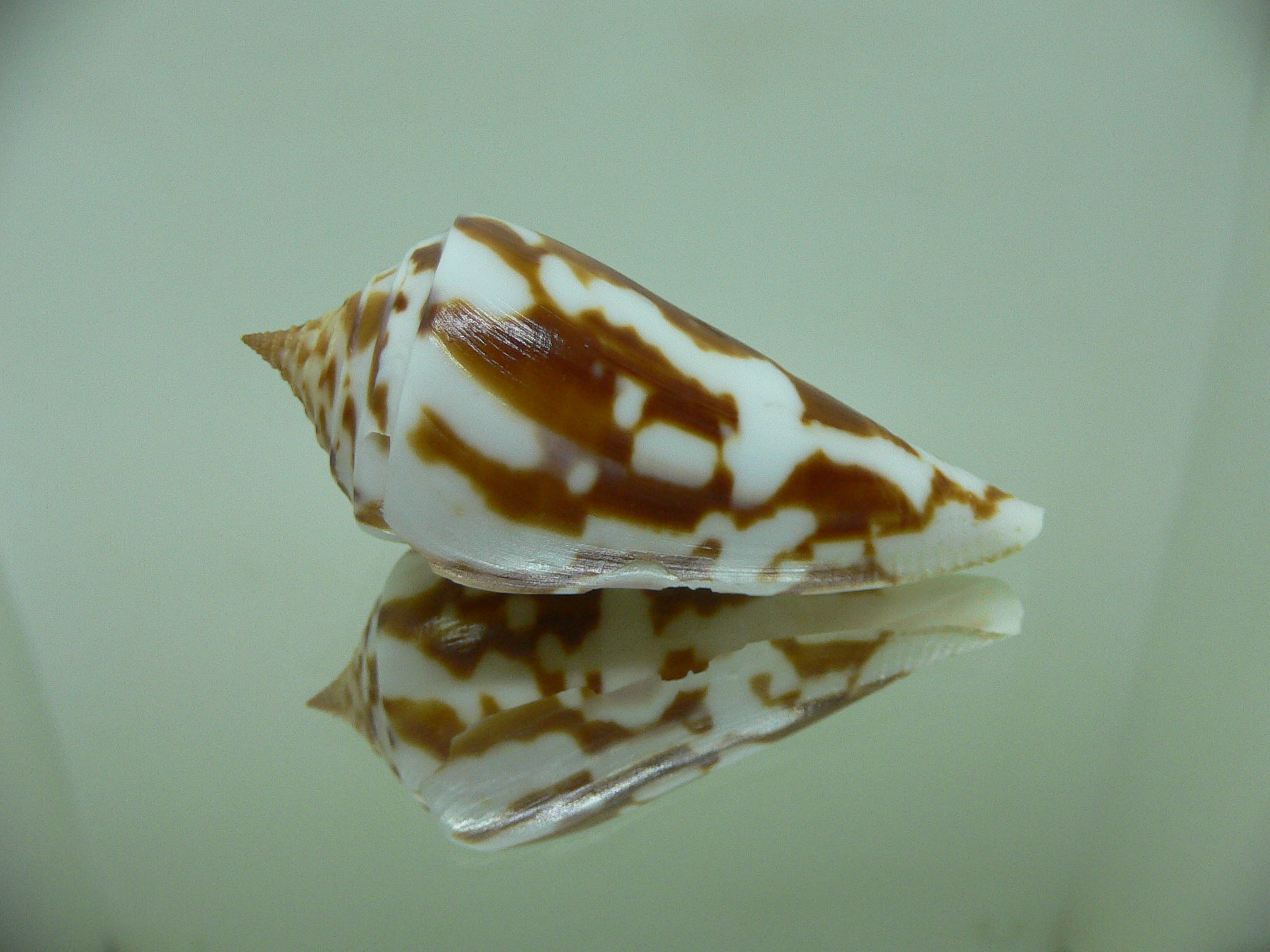 Conus emarginata