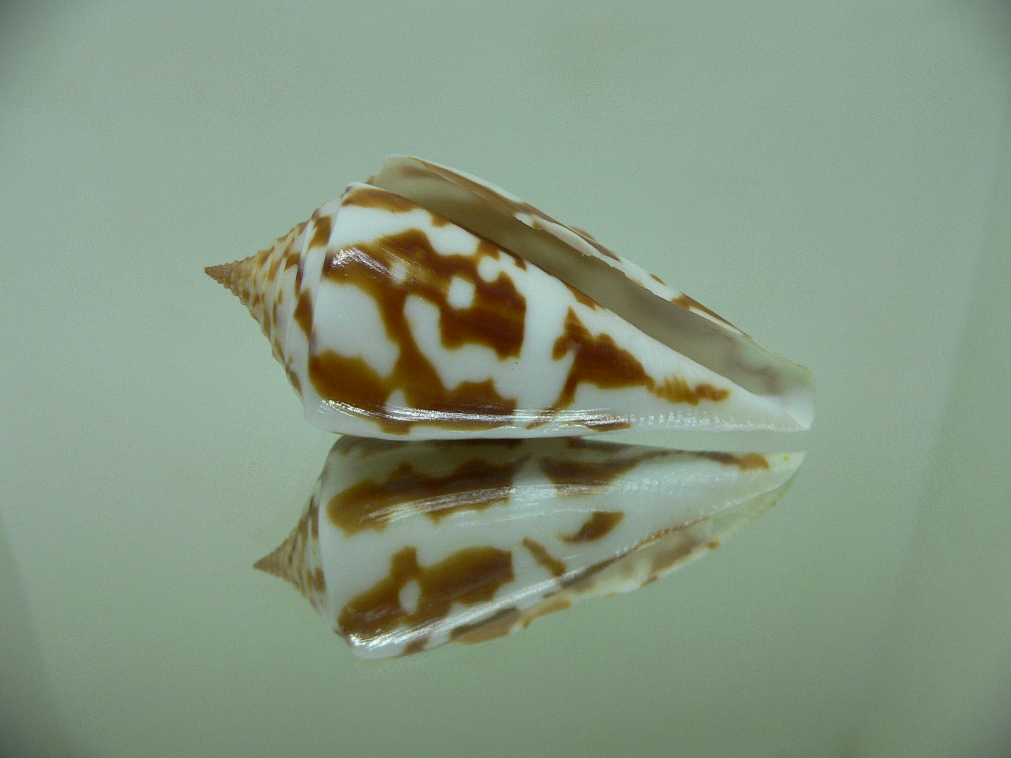 Conus emarginata