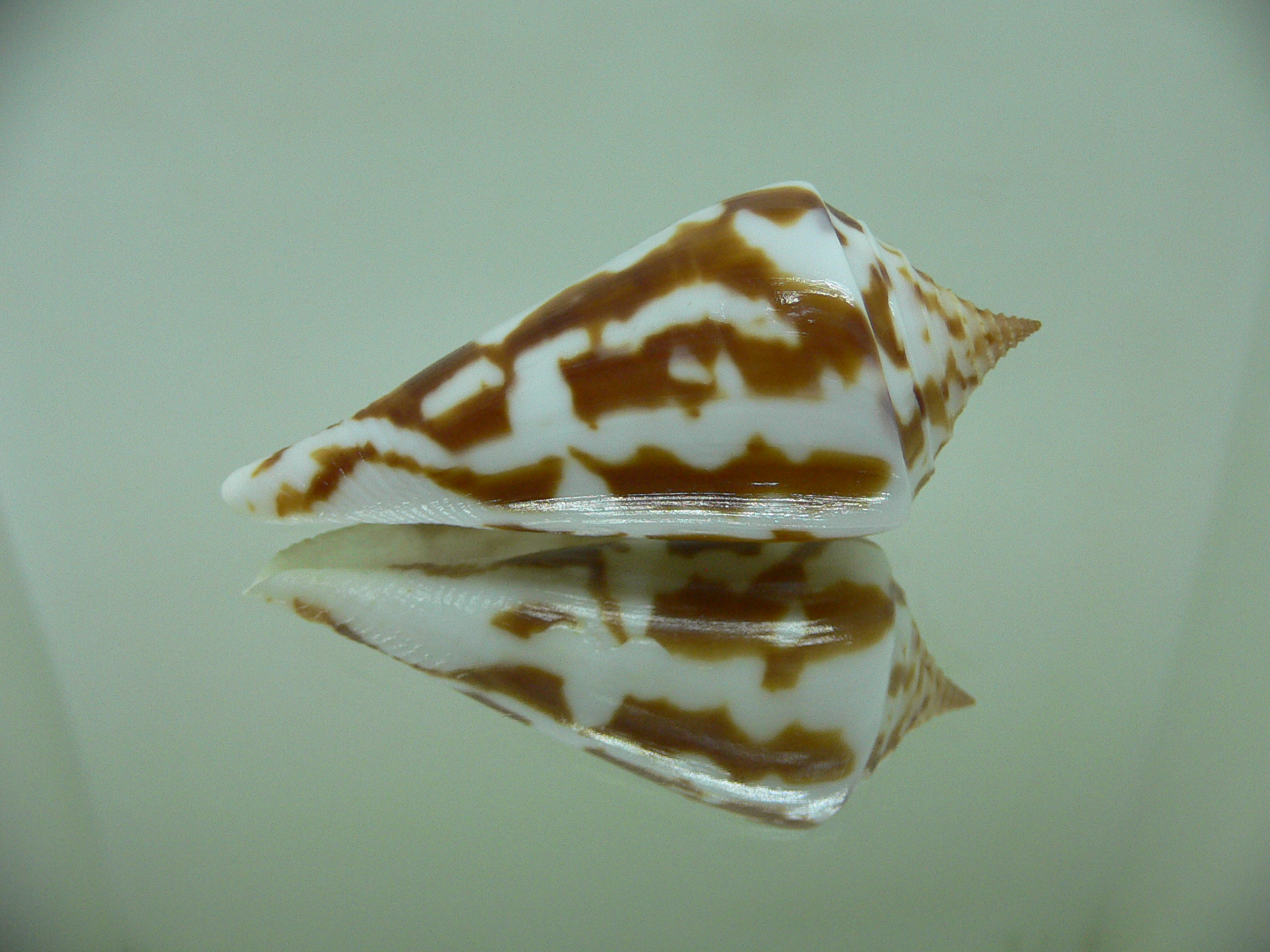 Conus emarginata