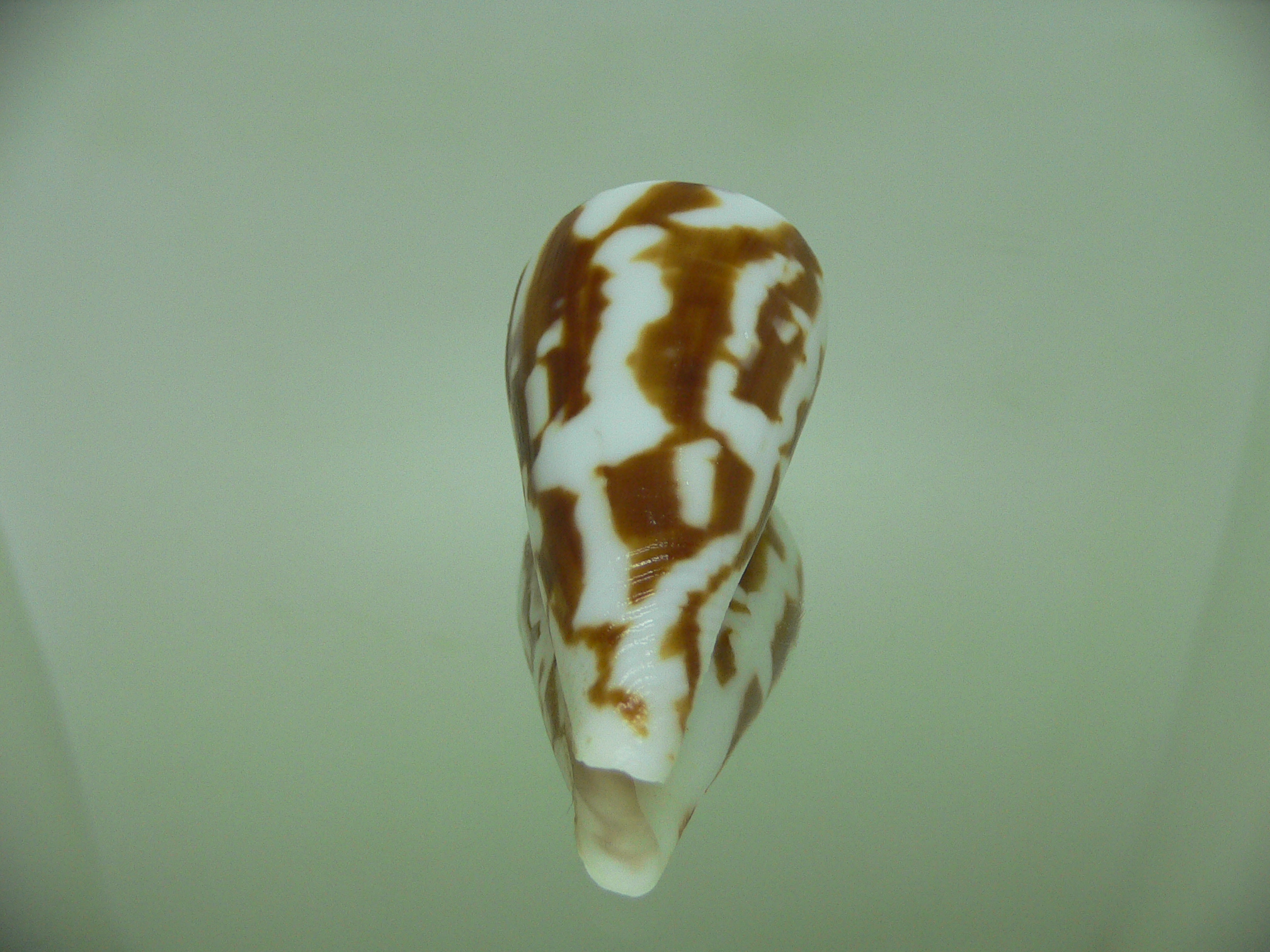 Conus emarginata