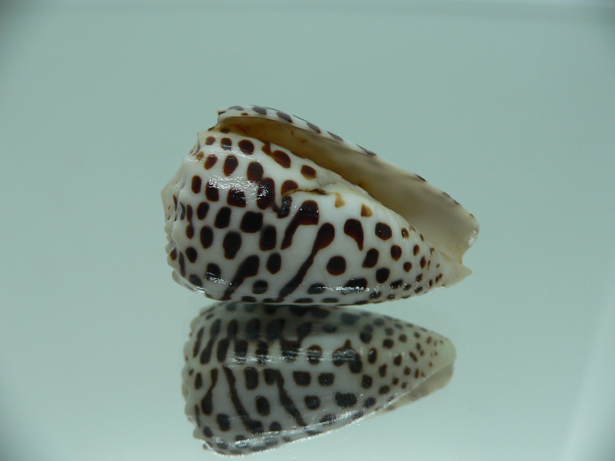Conus pulicarius pulicarius CONTRAST