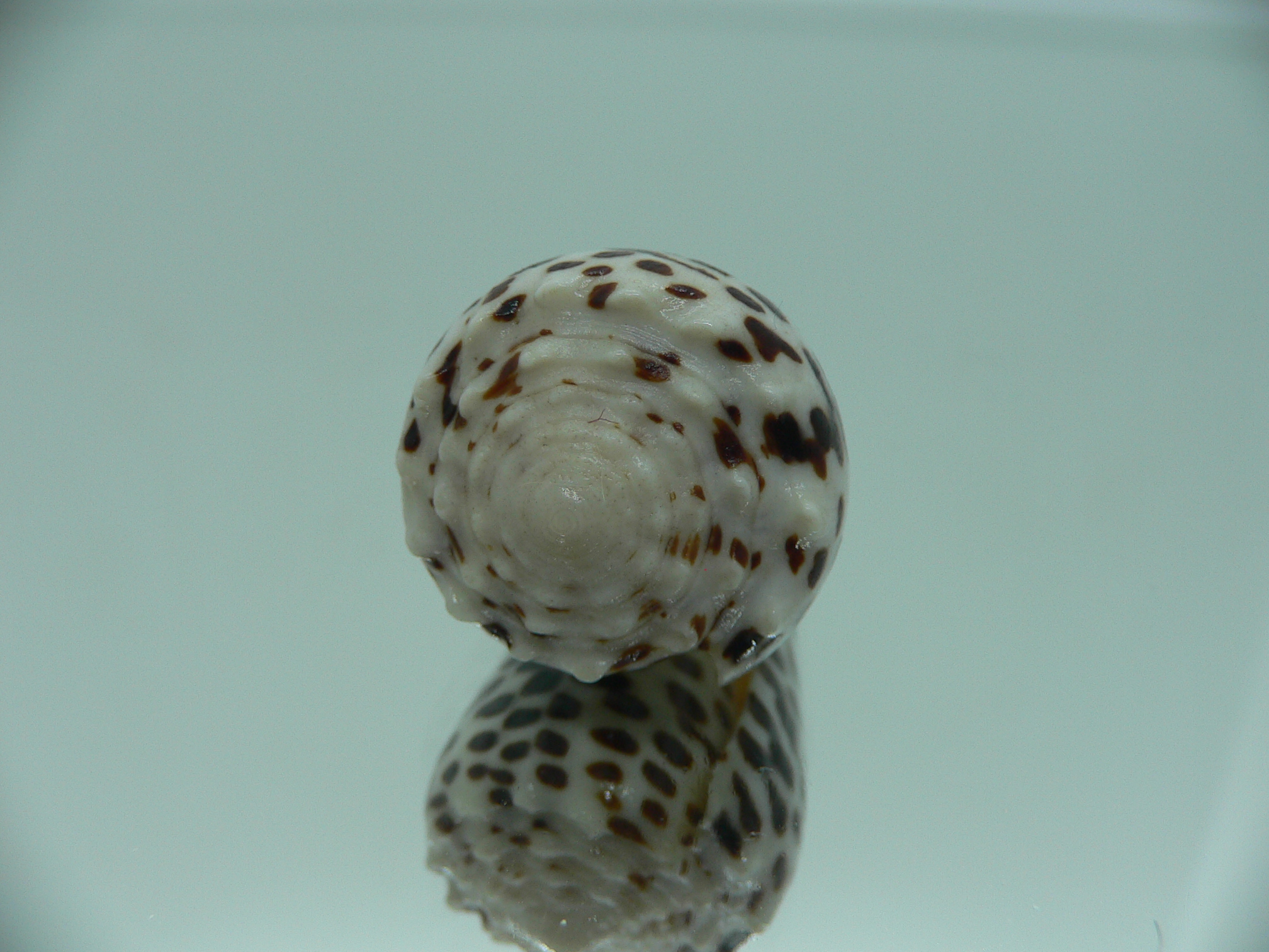 Conus pulicarius pulicarius CONTRAST