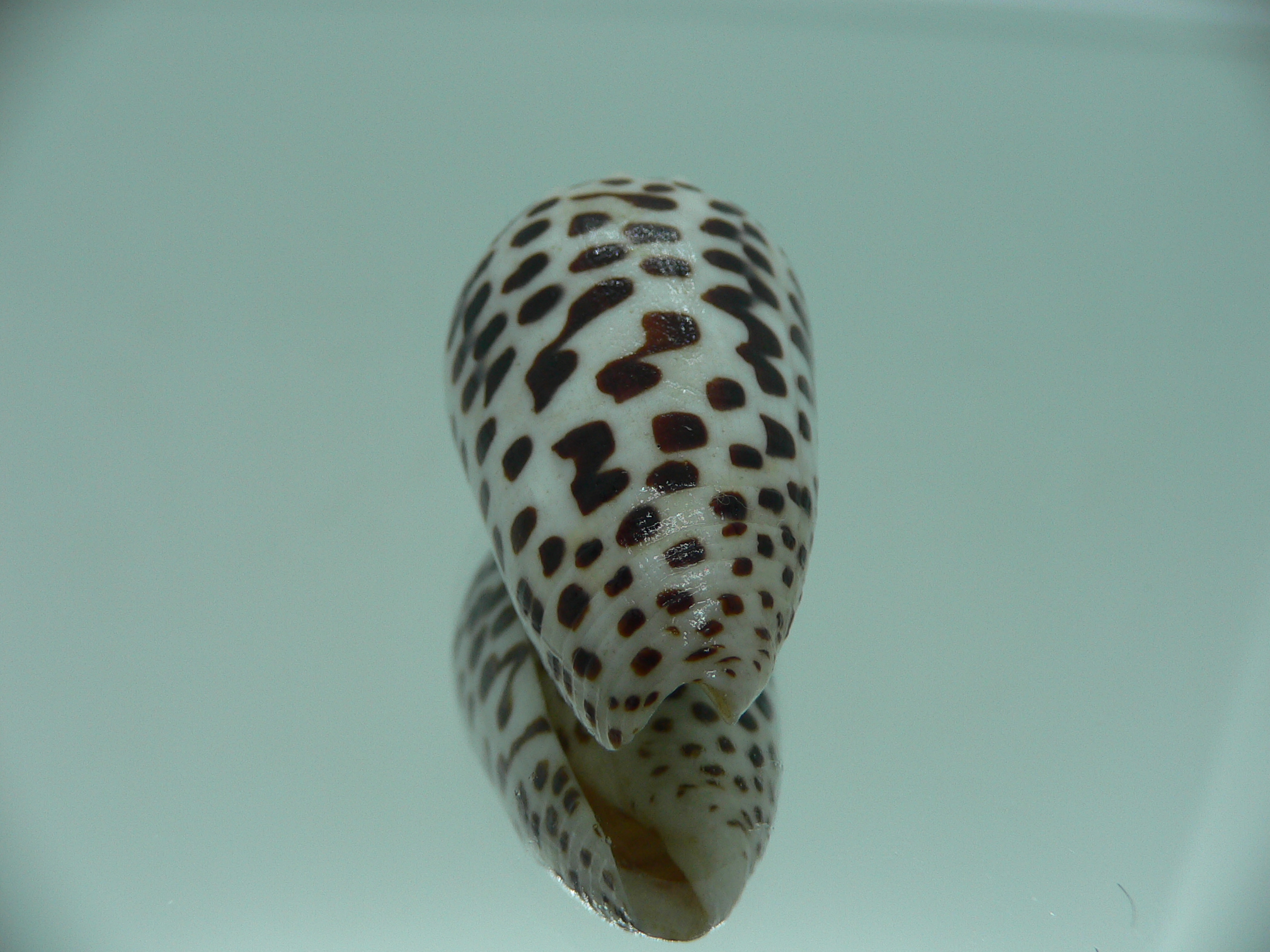 Conus pulicarius pulicarius CONTRAST