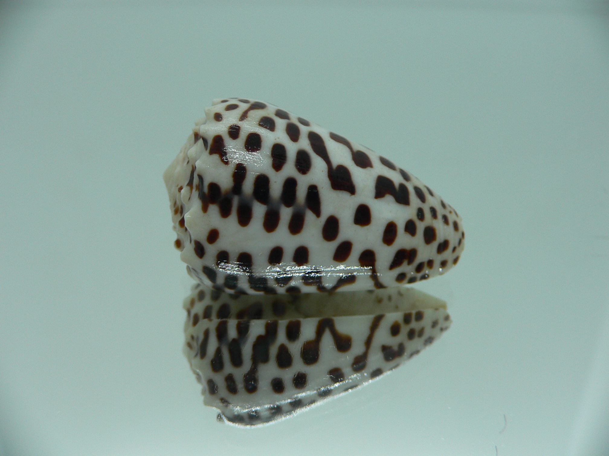 Conus pulicarius pulicarius CONTRAST