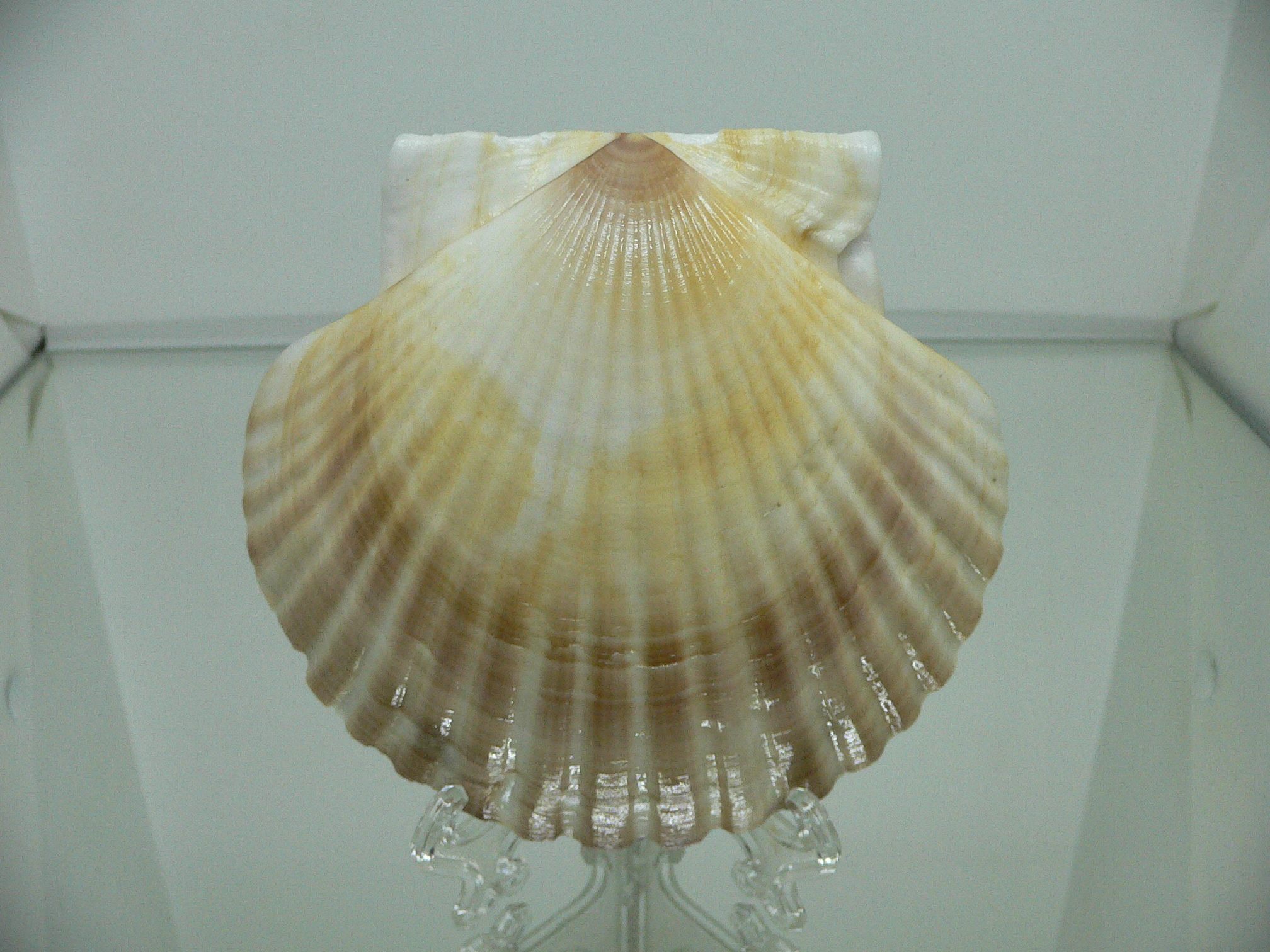 Patinopecten yessoensis BICOLOR