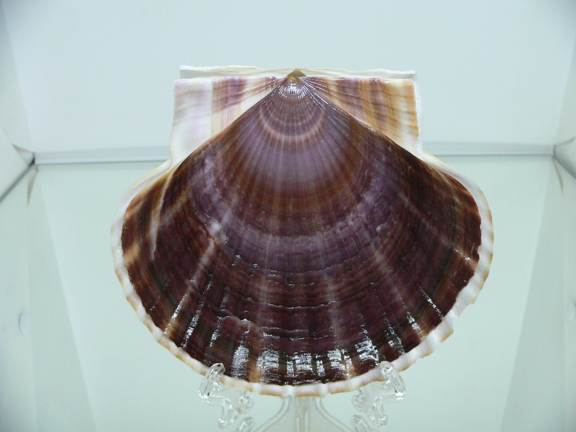 Patinopecten yessoensis BICOLOR