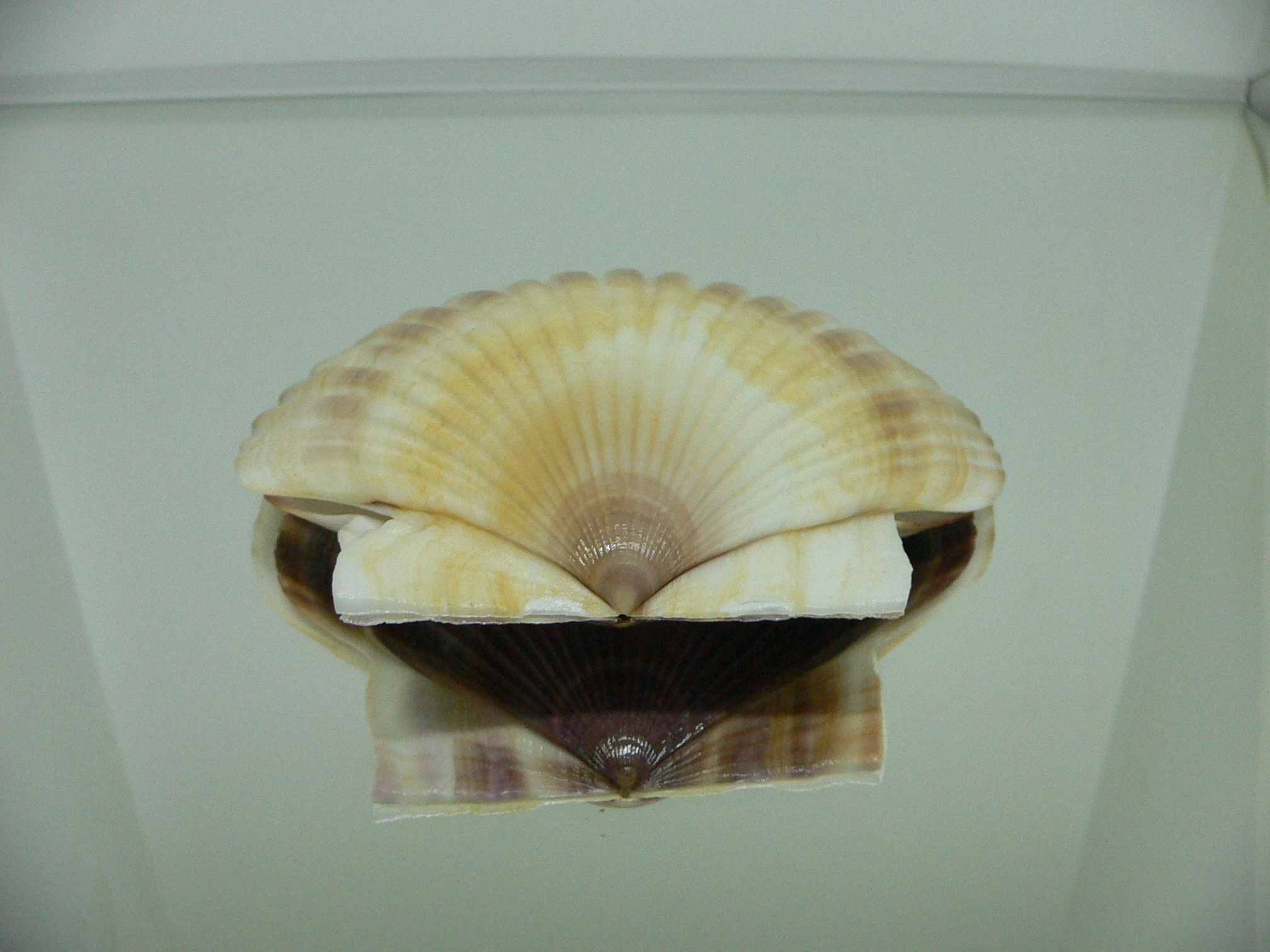 Patinopecten yessoensis BICOLOR