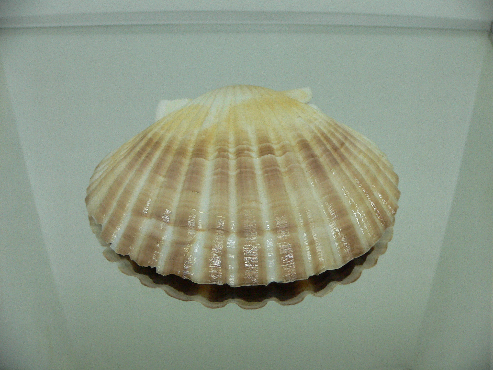 Patinopecten yessoensis BICOLOR