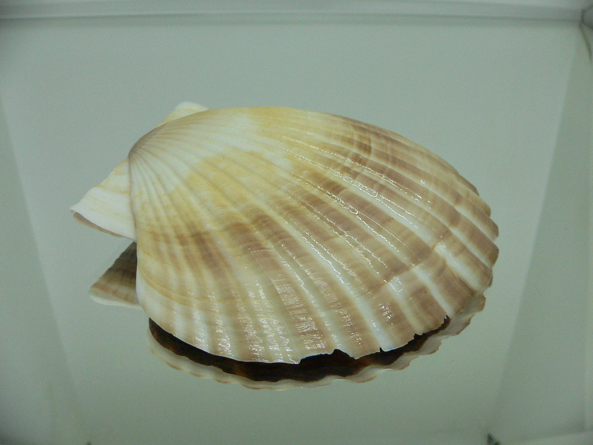 Patinopecten yessoensis BICOLOR