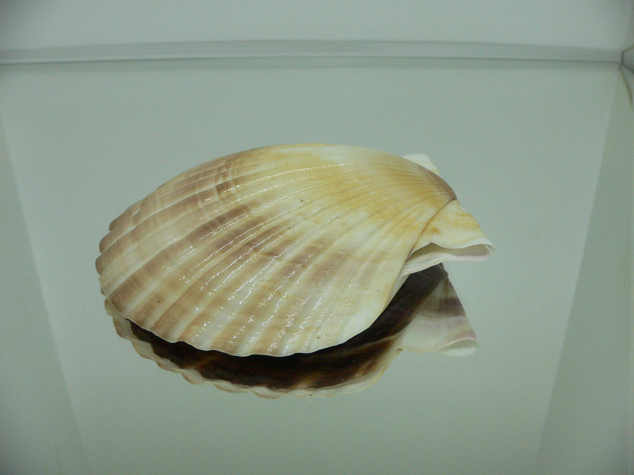 Patinopecten yessoensis BICOLOR