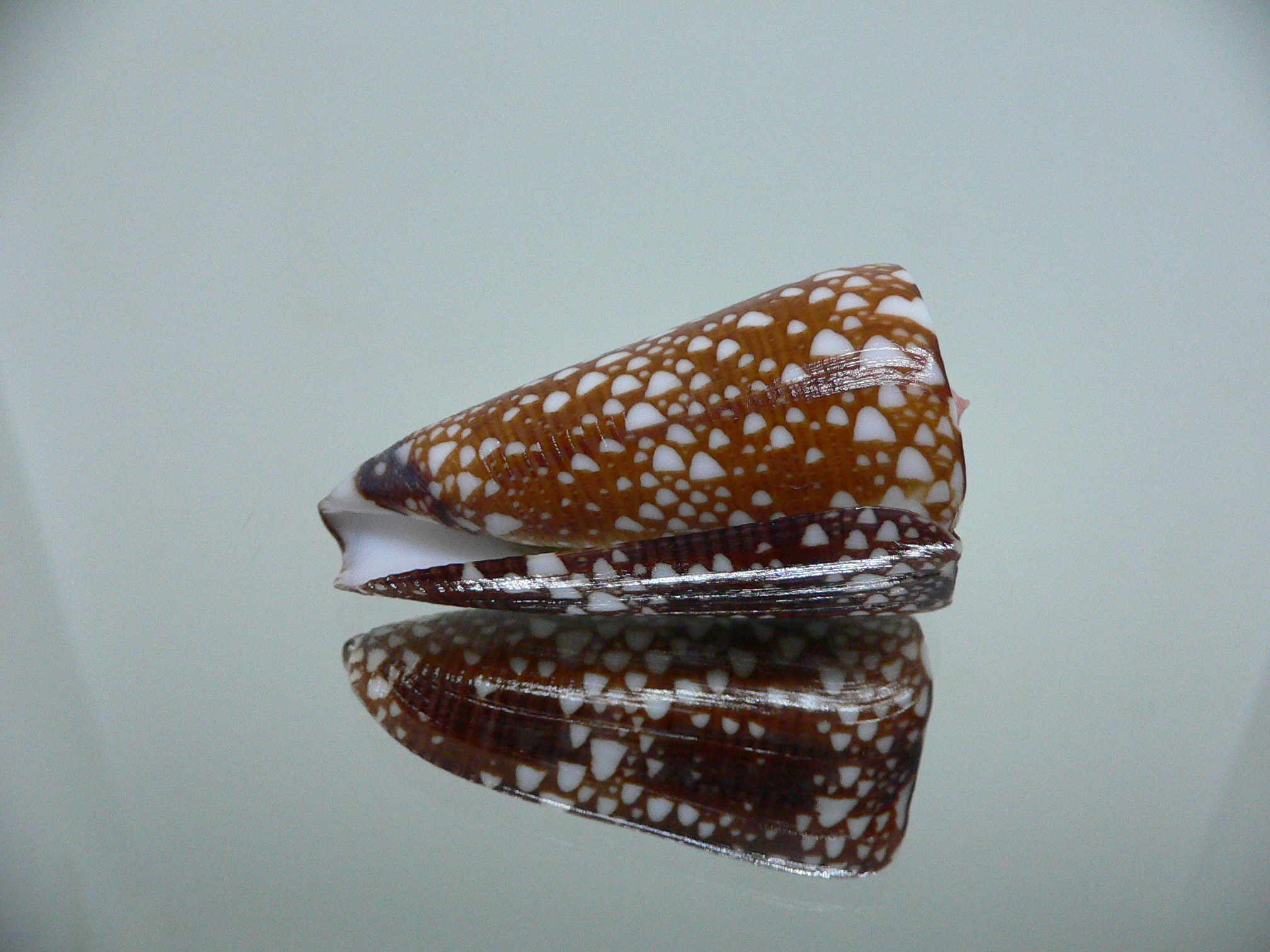 Conus nobilis gisellelieae IDEAL & DARK
