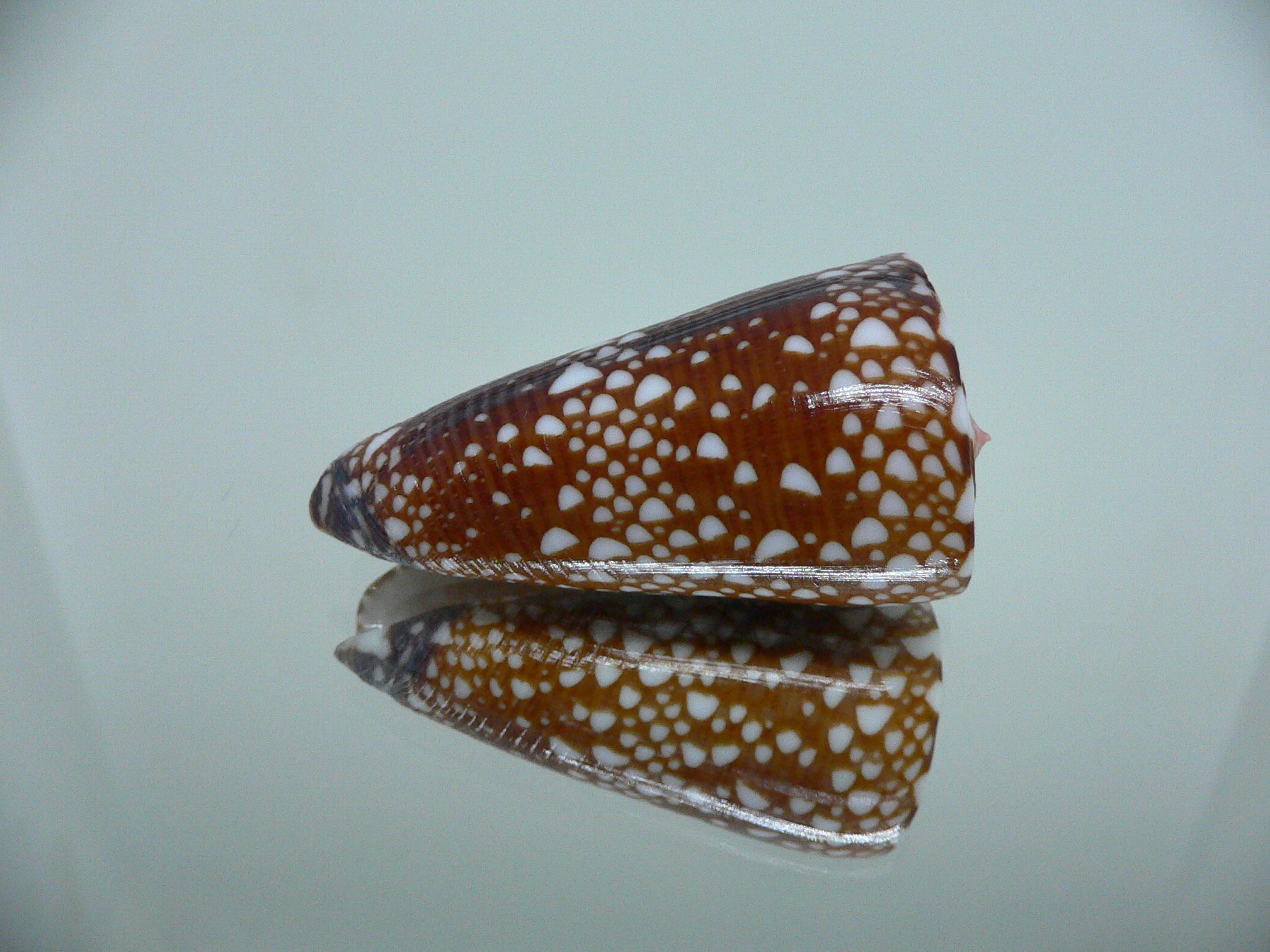 Conus nobilis gisellelieae IDEAL & DARK
