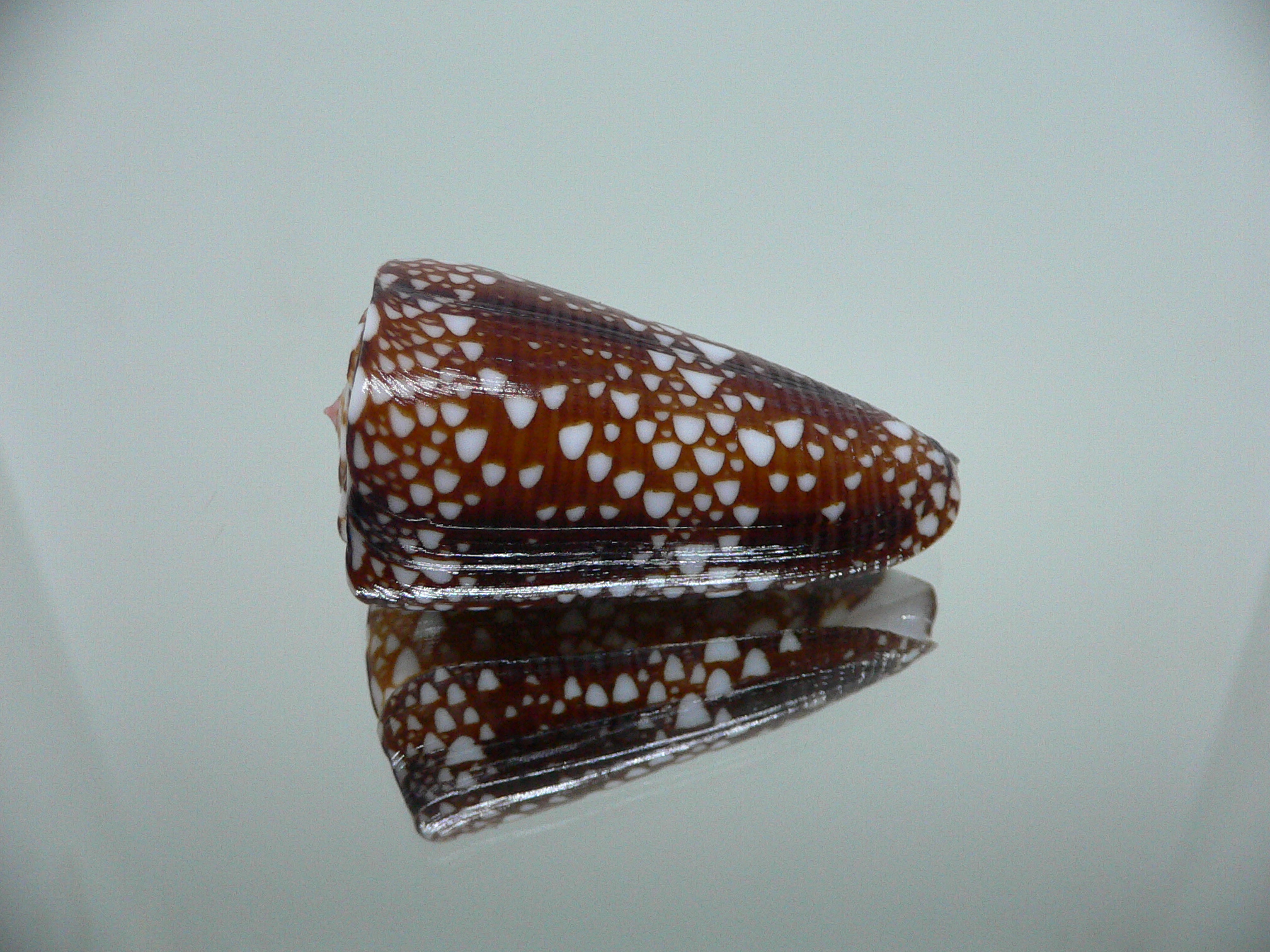 Conus nobilis gisellelieae IDEAL & DARK