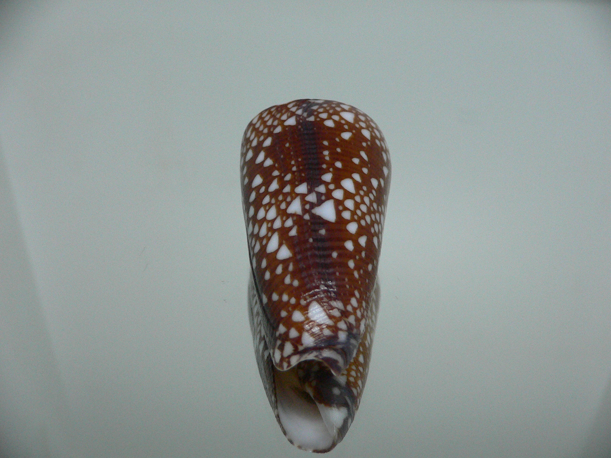 Conus nobilis gisellelieae IDEAL & DARK