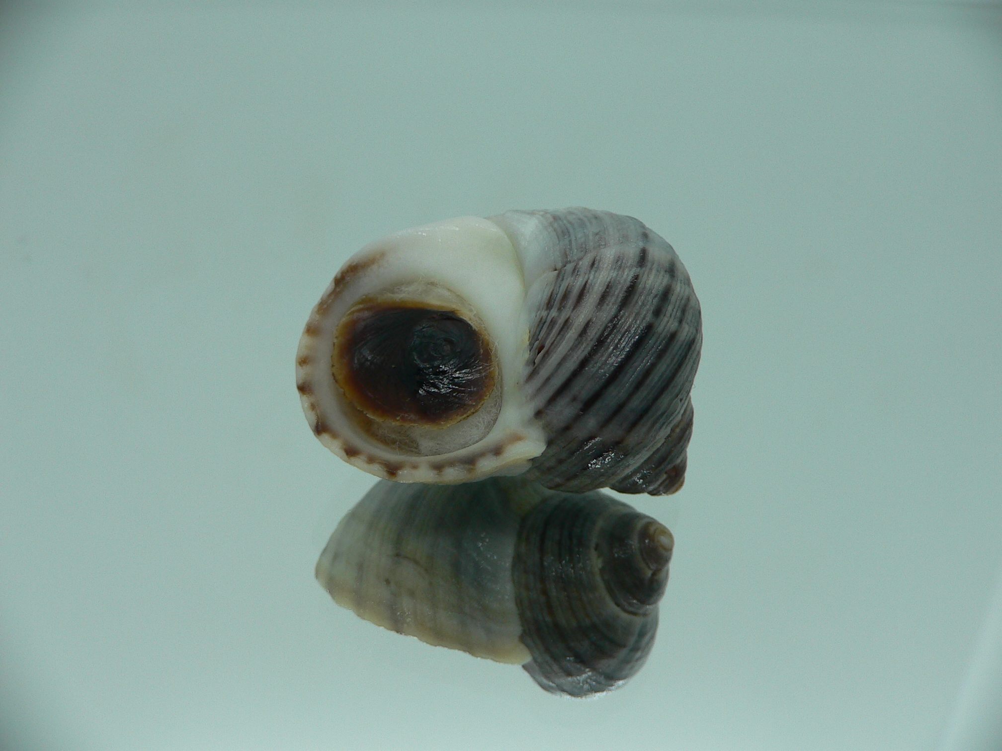 Littorina littorea