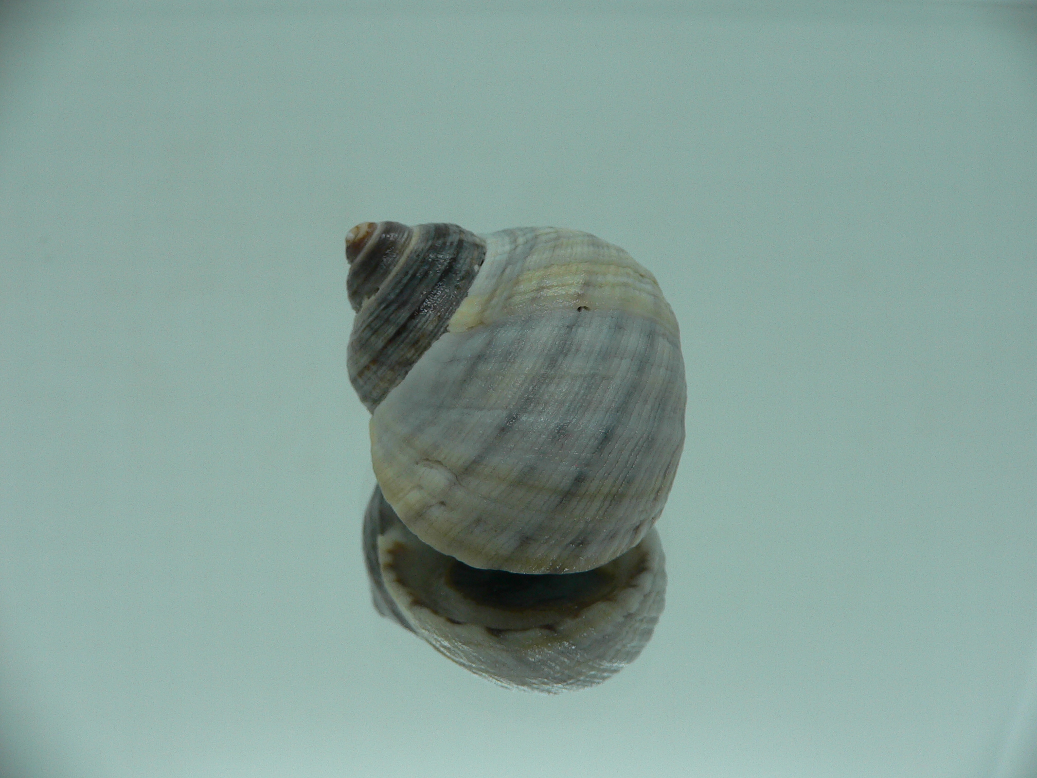 Littorina littorea
