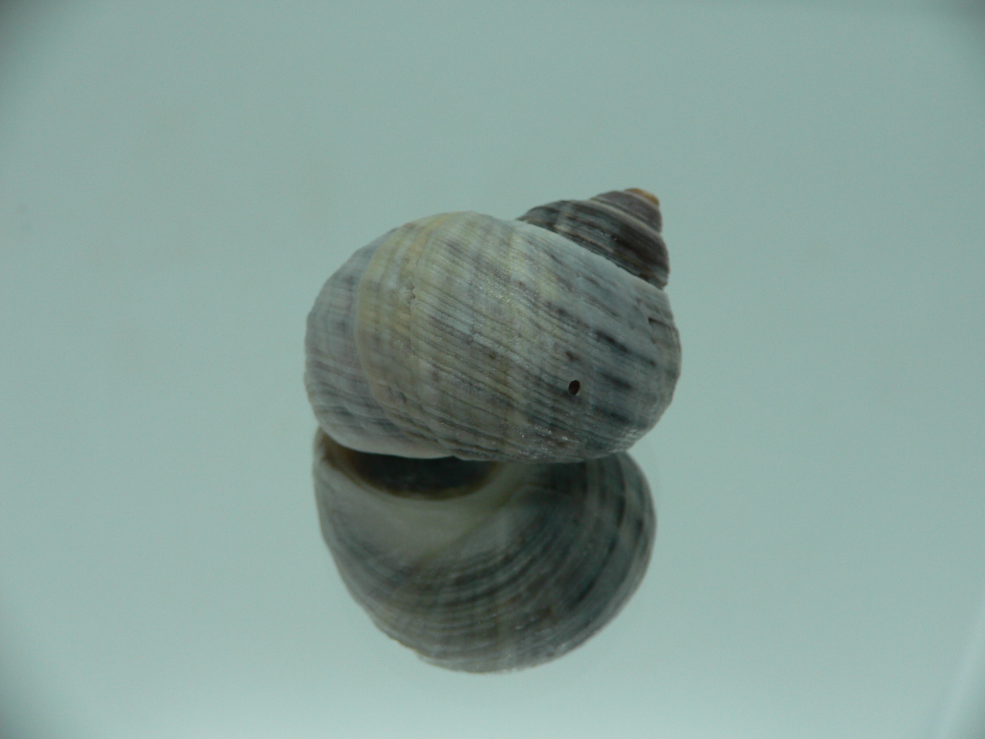 Littorina littorea