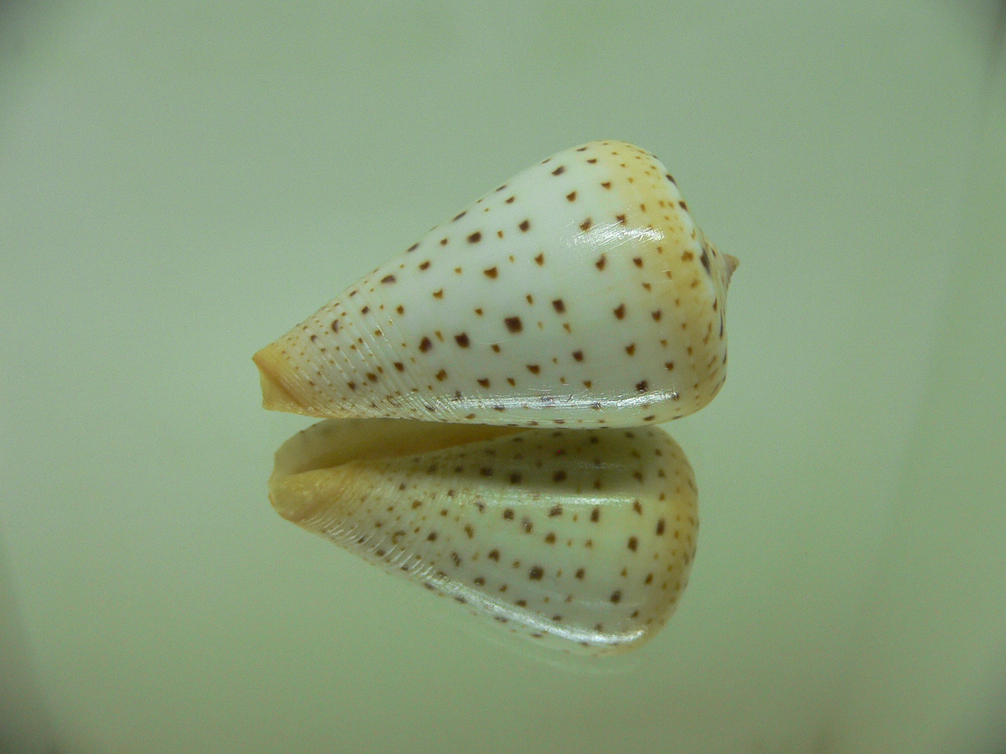 Conus betulinus lacteus (var.)